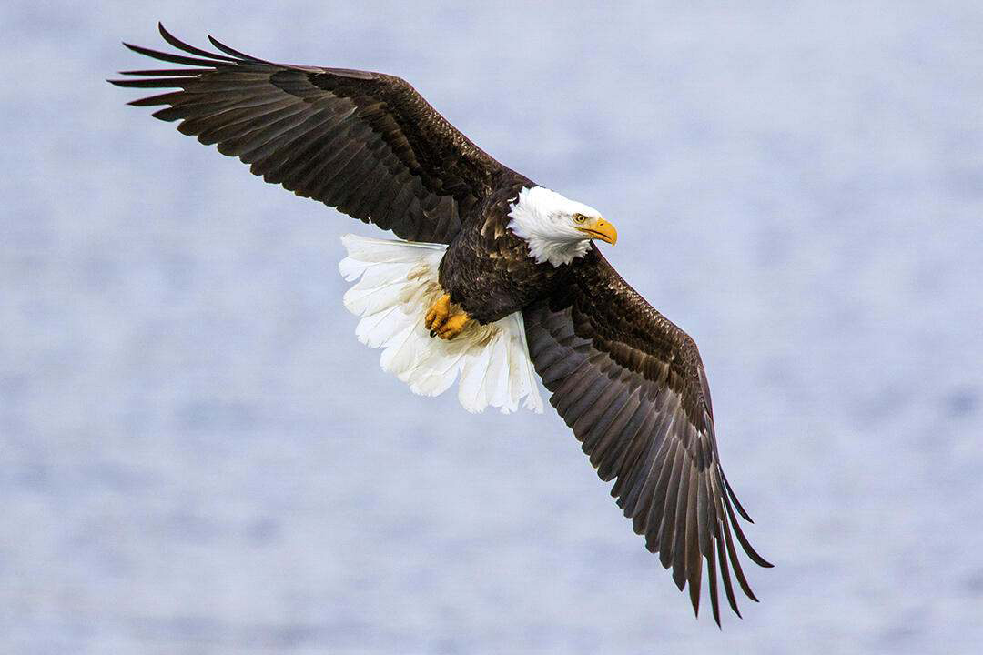A bald eagle in flight.