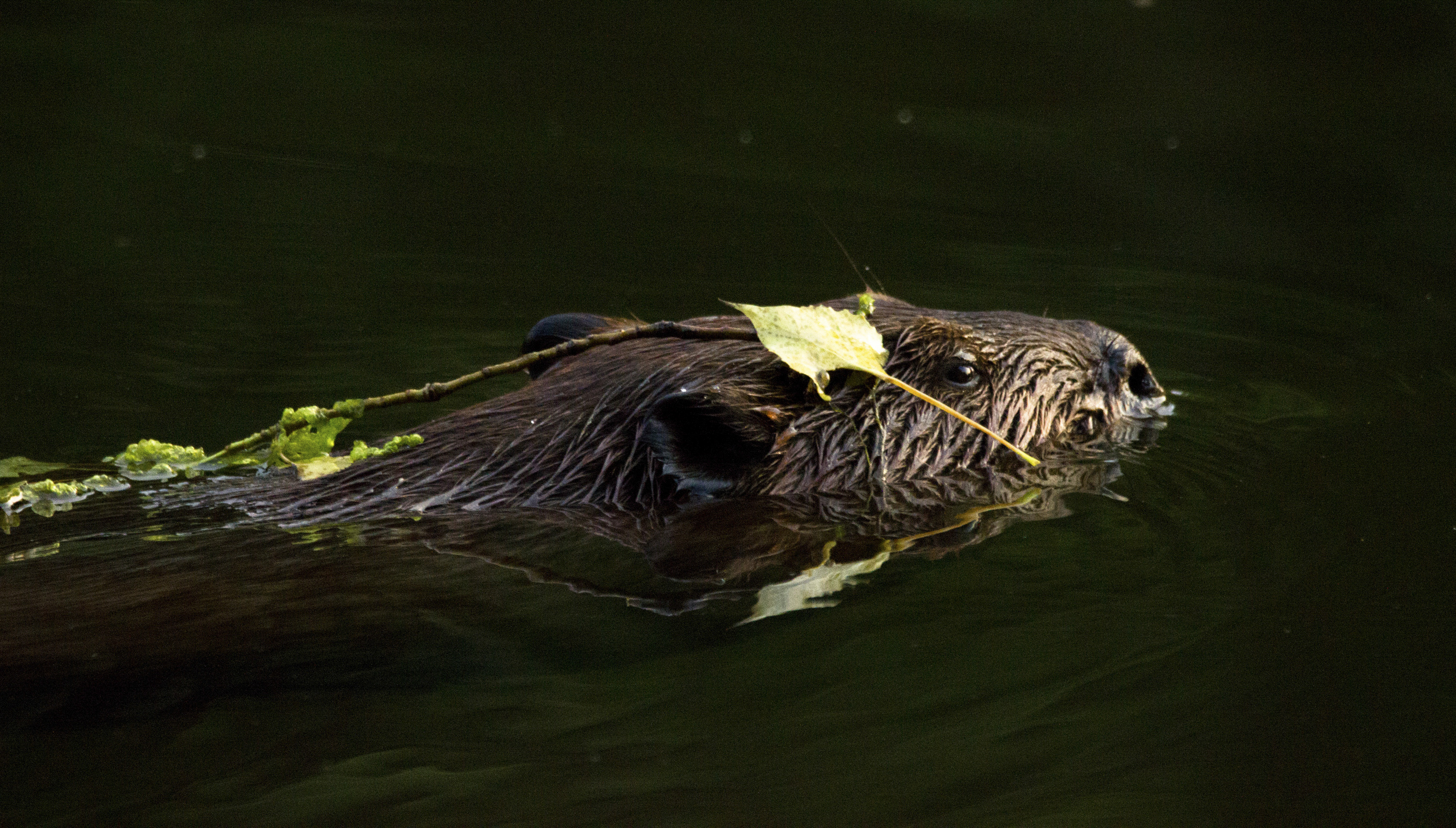A beaver swimming with leaf on its head. 