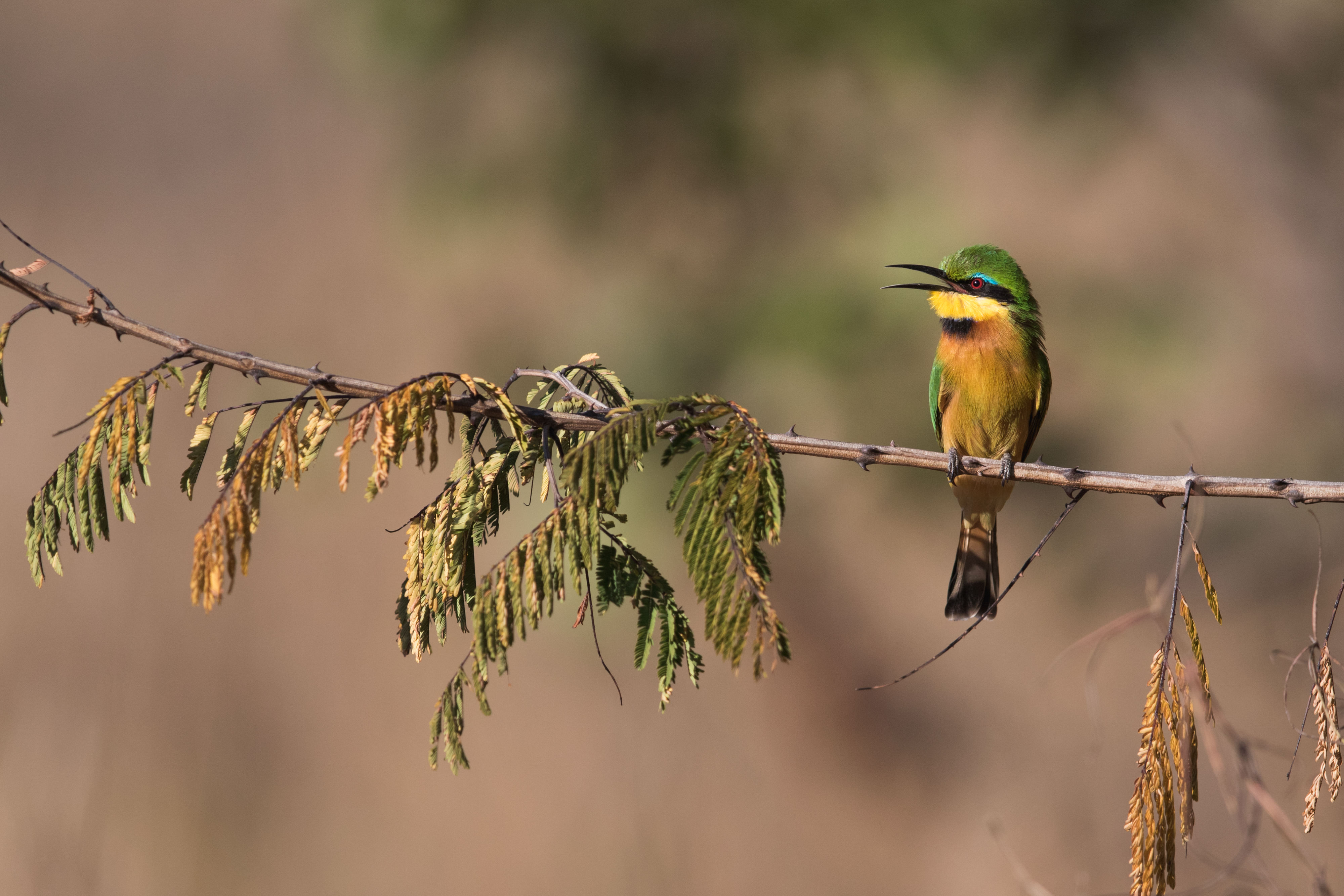 A colorful bee-eater sits on a branch