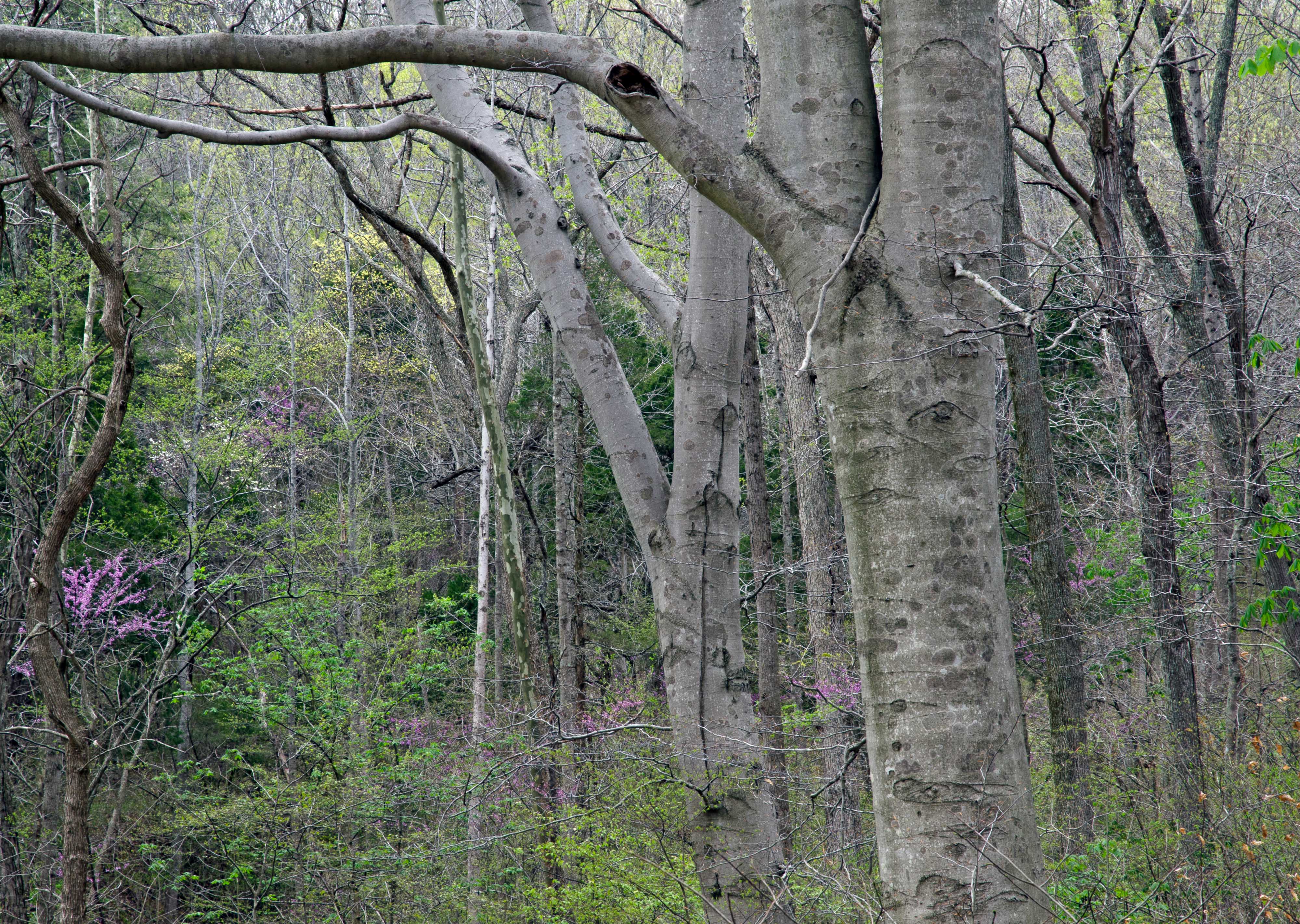 Beech and Redbud trees along the trail in spring.