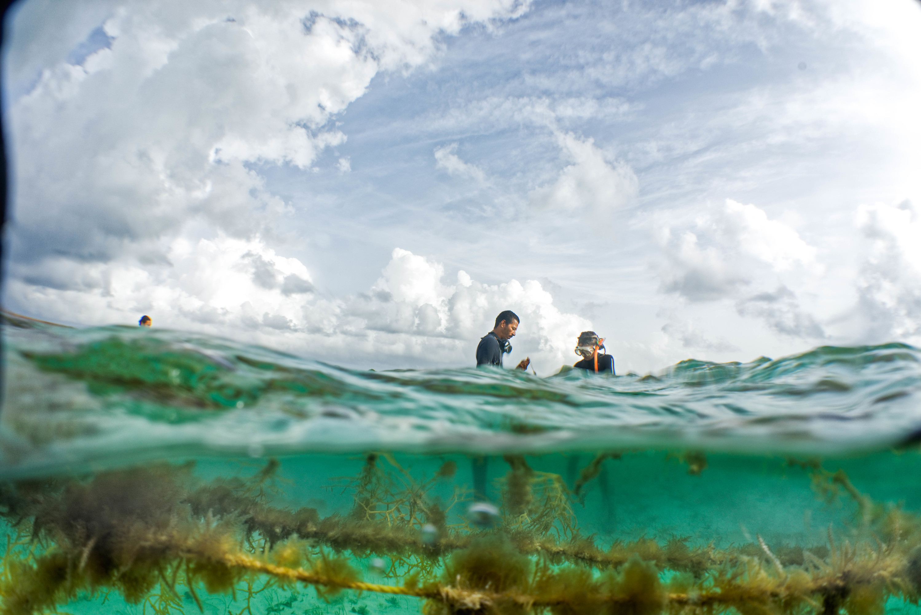 En esta vista desde debajo y desde arriba del agua, dos personas en trajes de neopreno recolectan algas de las aguas de Belice.