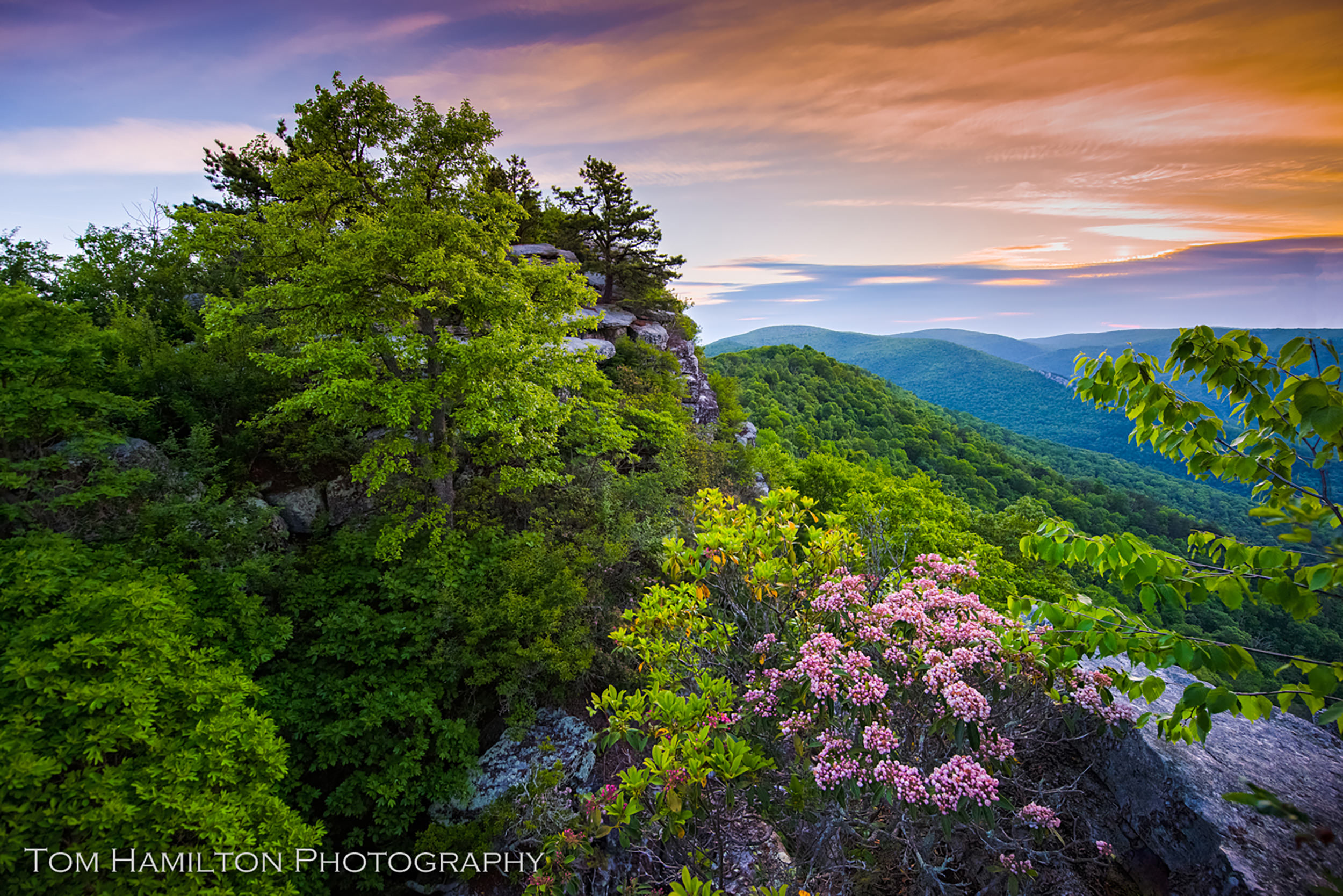 View through thick green bushes and pink rhododendron blossoms to blue mountain ridges beyond. The sky overhead is streaked with orange and pink colors.