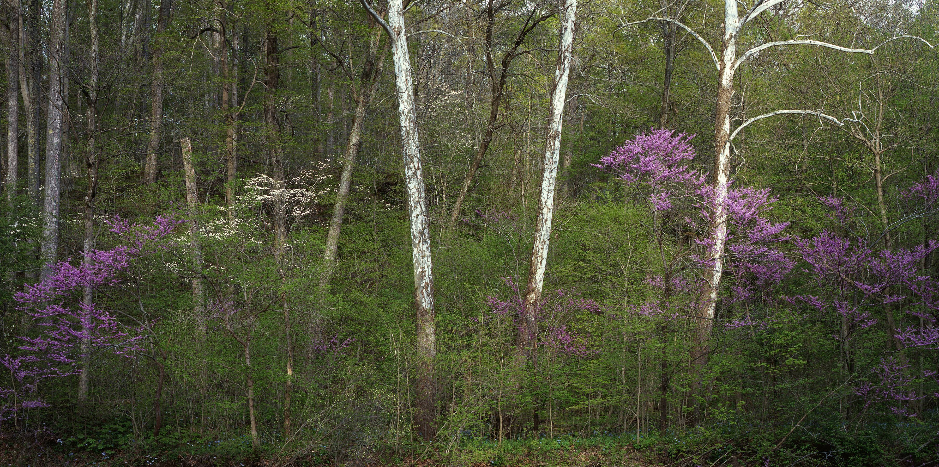 Trees in spring bloom at Big Walnut Nature Preserve, Indiana.