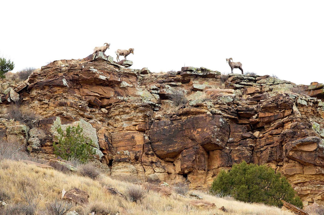 Bighorn sheep climbing on the rocks.