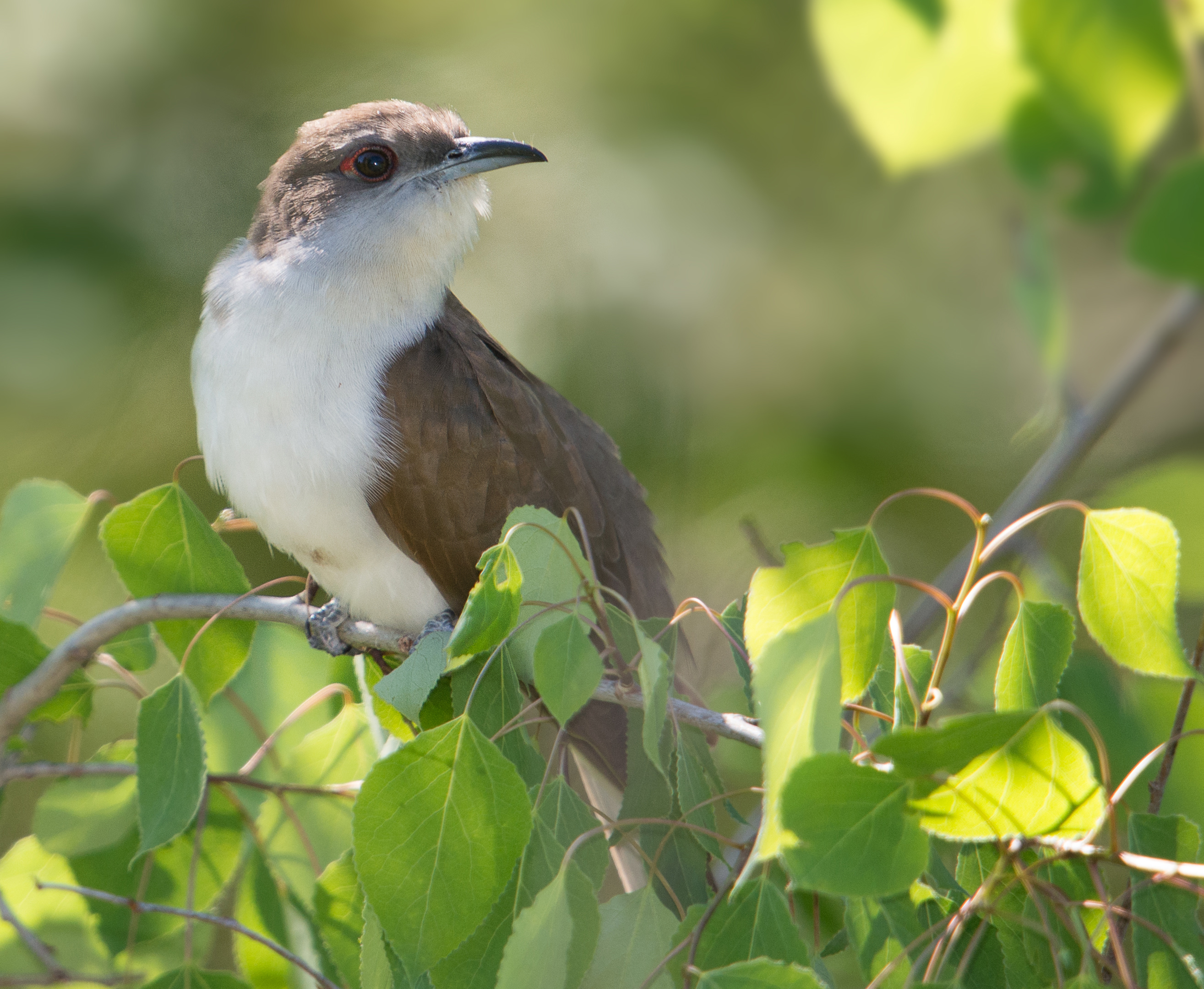 Black-billed cuckoo perched on branch.