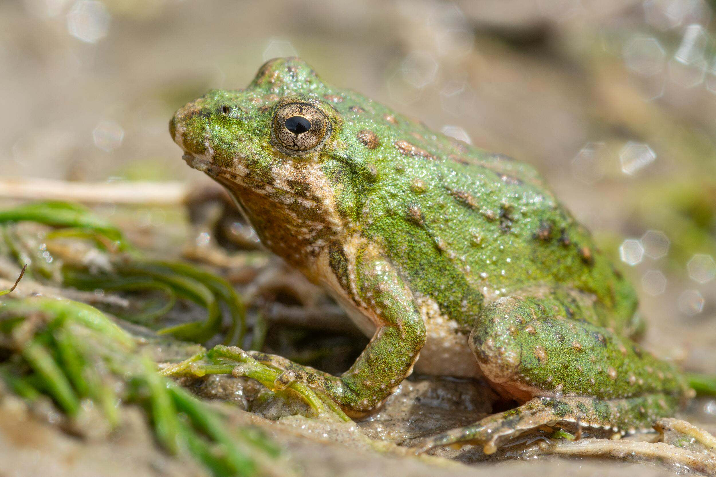 A closeup of a Blanchard's cricket frog. 