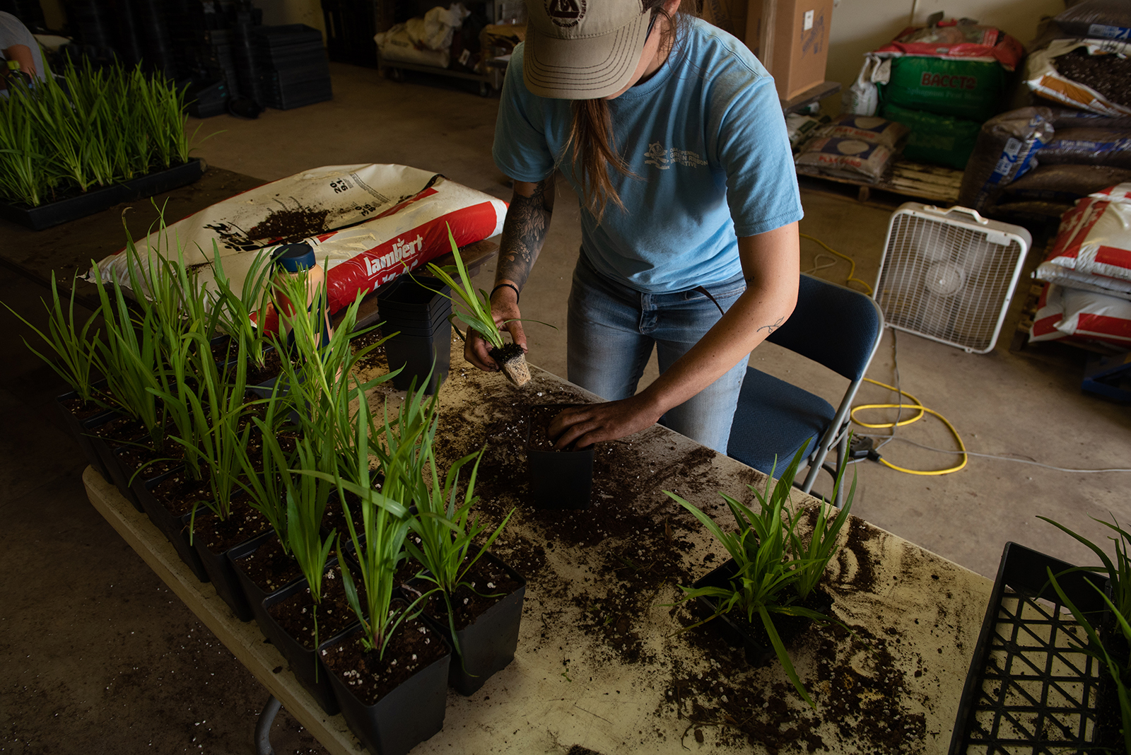 A person in a blue shirt stands at a table and plants smaller into larger pots of soil.