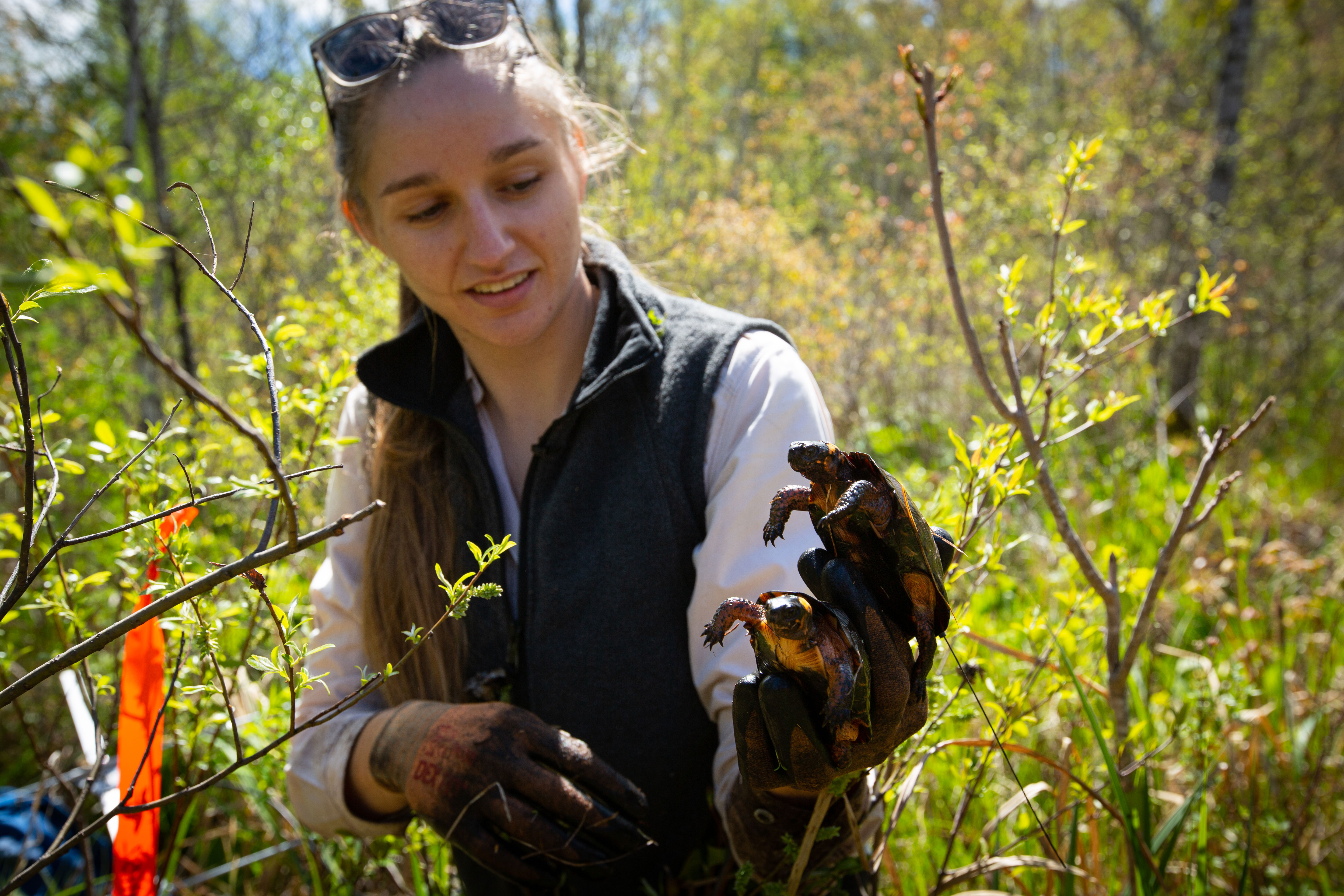 Close up of a woman smiling and surrounded by green brush in a wetland, holding up two small turtles in one hand.