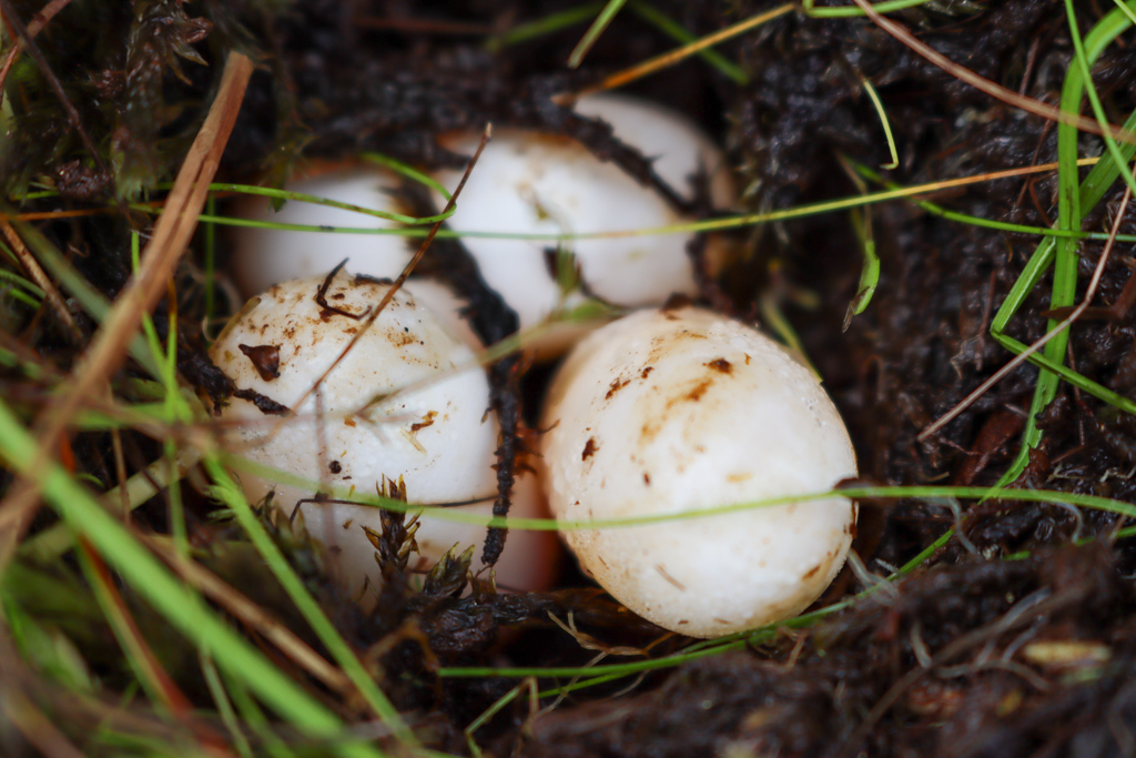 Three white eggs sit in mud.