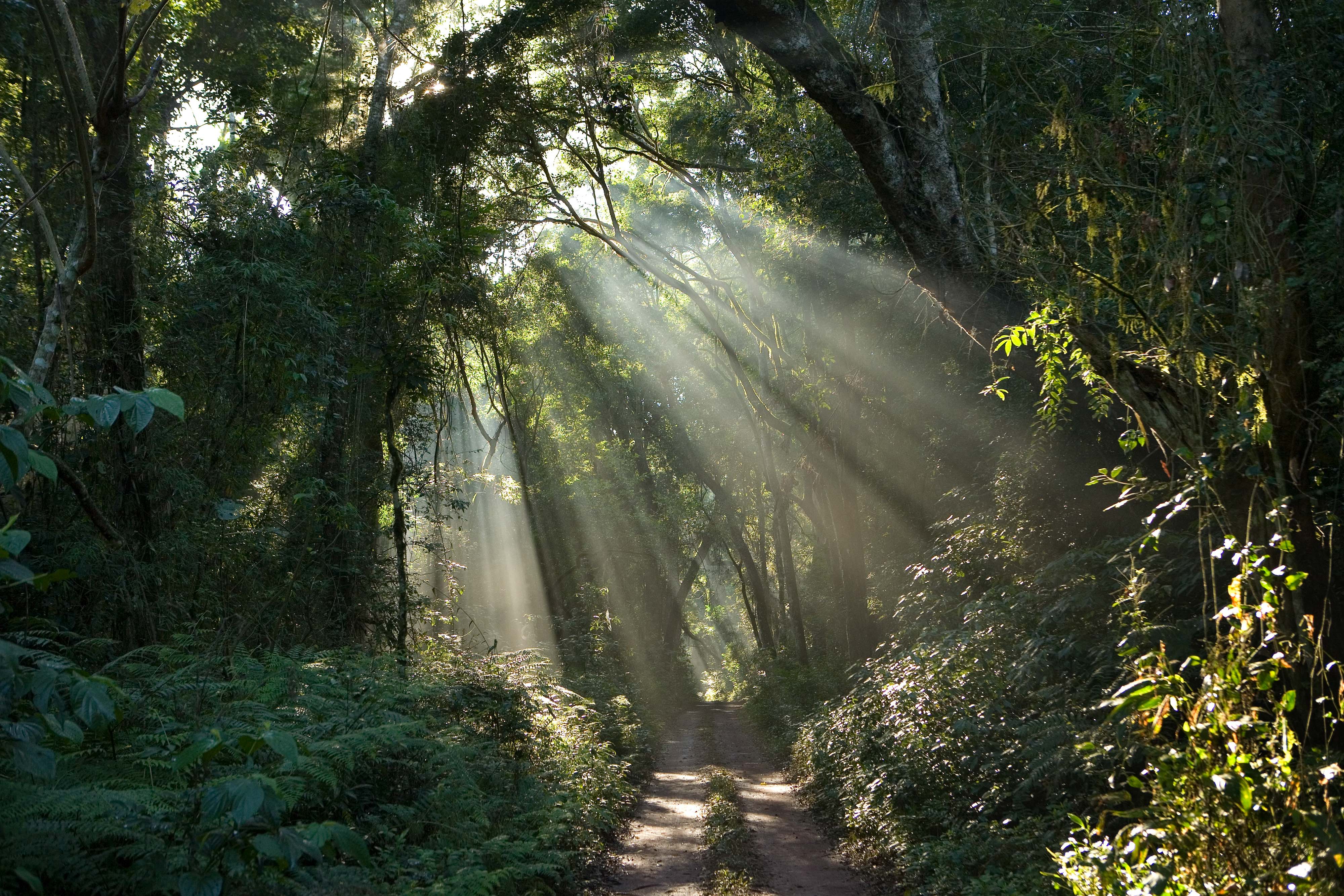 Light shining through trees over a forest trail.