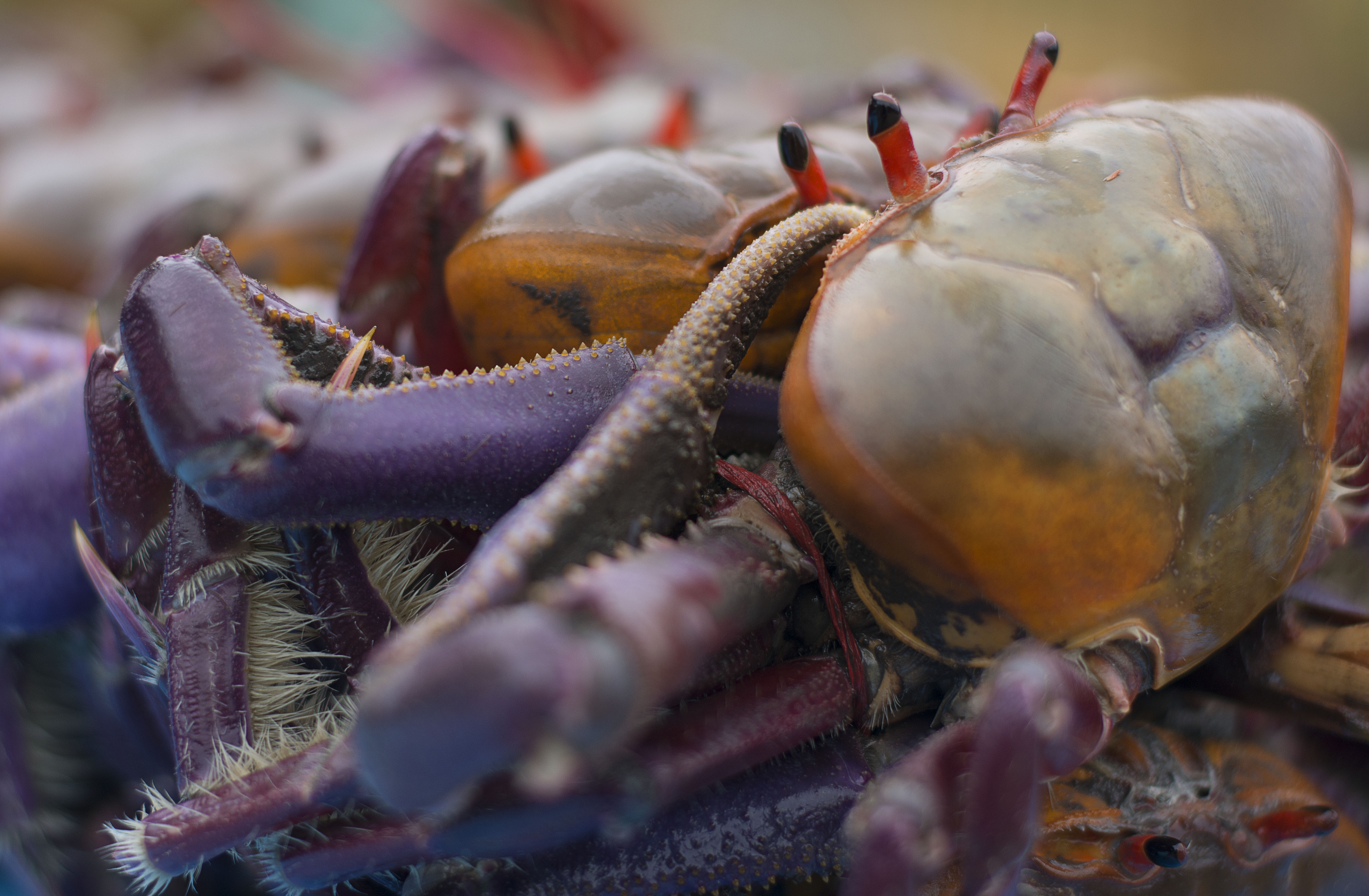 Crabs ready to be sold in the local community market.