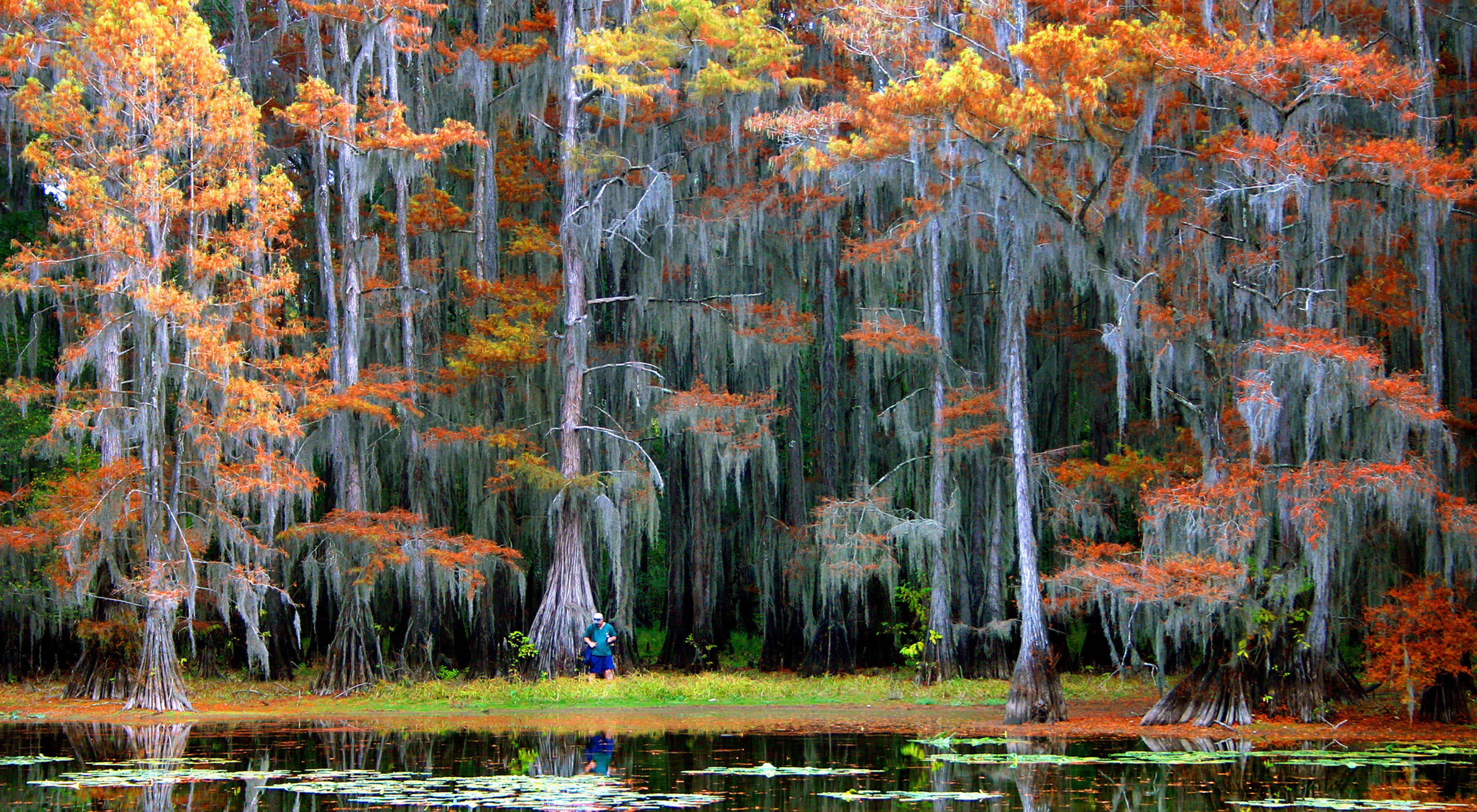 Huge cypress trees grow out of the water at a lake in Texas. The tree trunks widen dramatically near the water's surface. Many trees are displaying autumn colors with branches full of spanish moss.