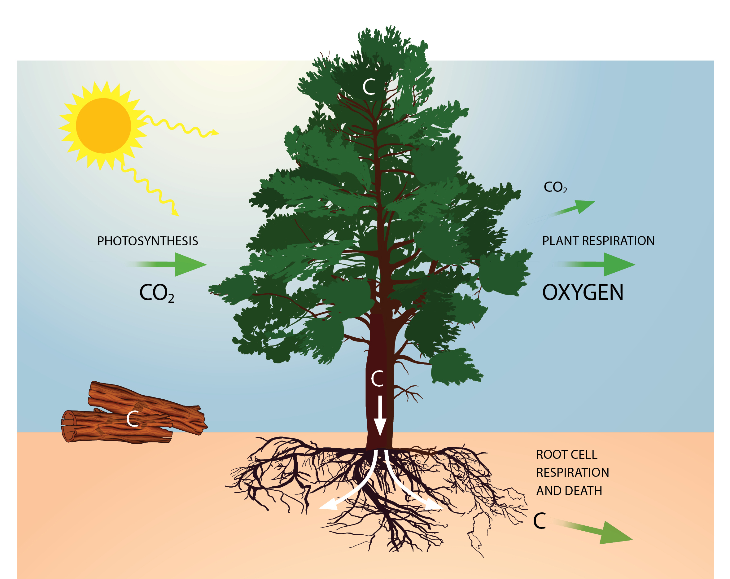 graphic demonstrating that trees capture carbon during photosynthesis and remove carbon dioxide from the atmosphere.