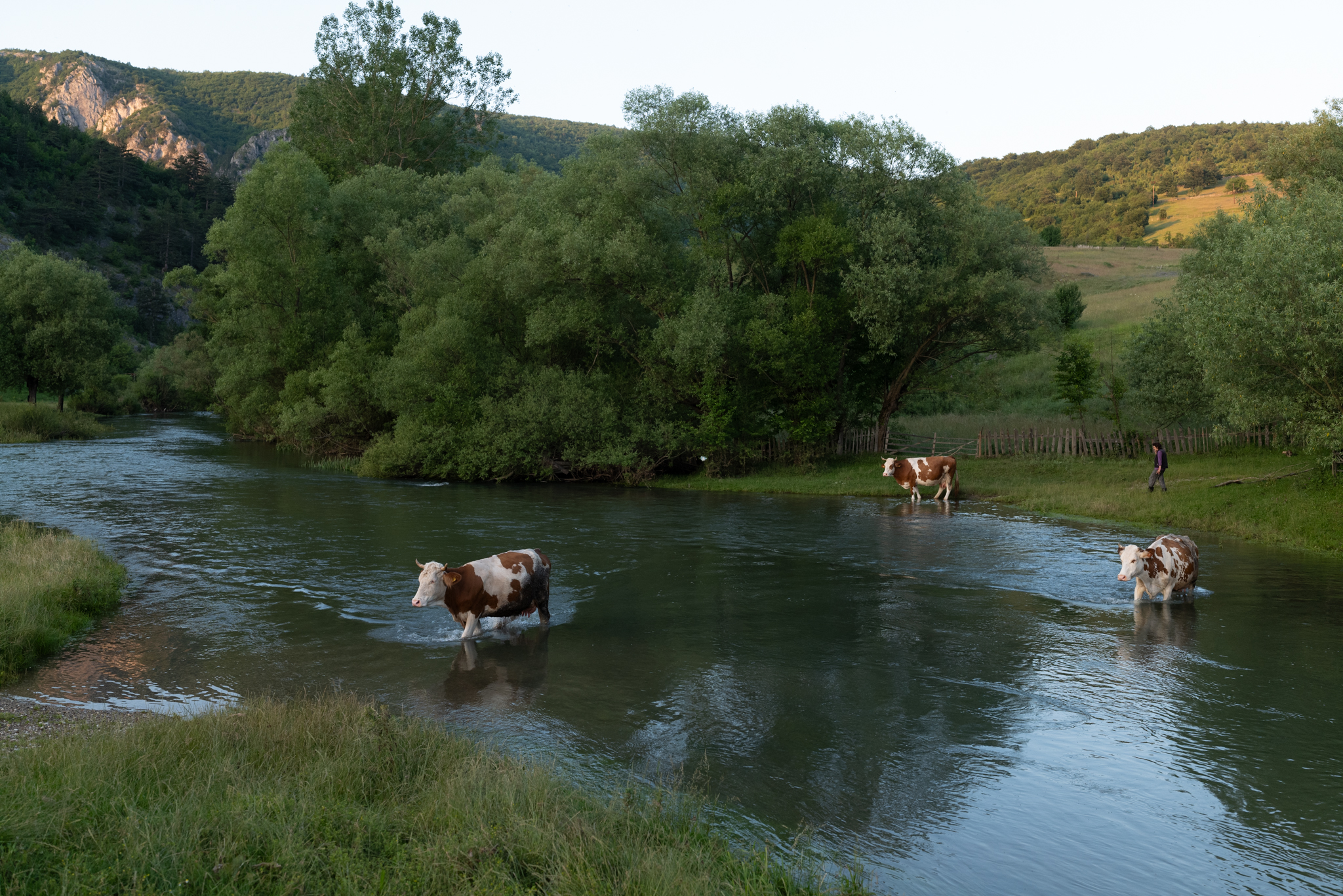 Cows wading across the river.