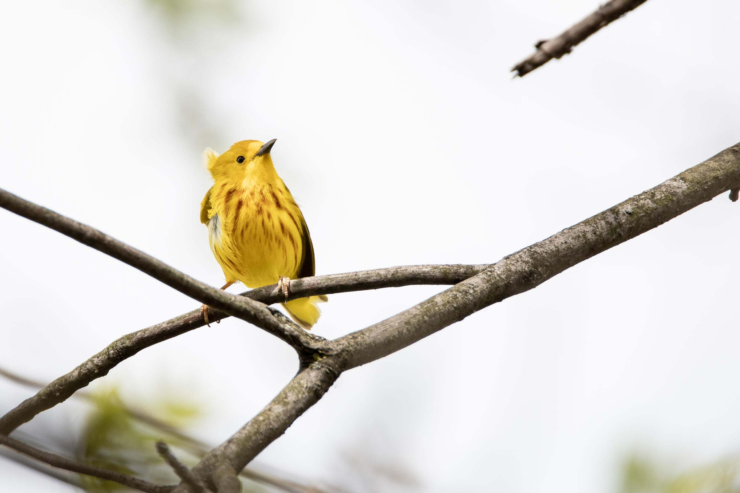 A yellow bird sits on a branch.