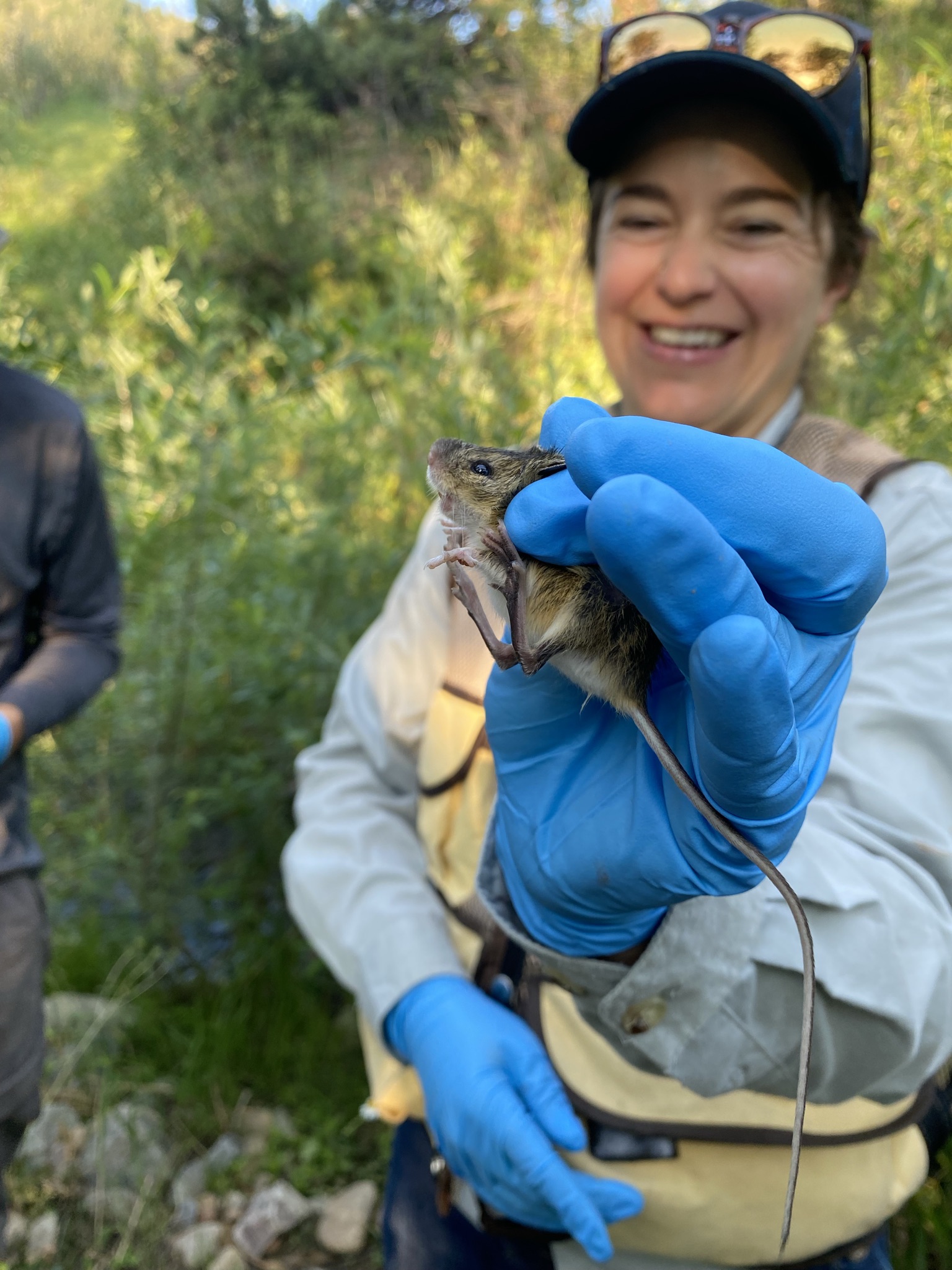 Chelsea Beebe wears gloves and holds a small mouse in order to study it.