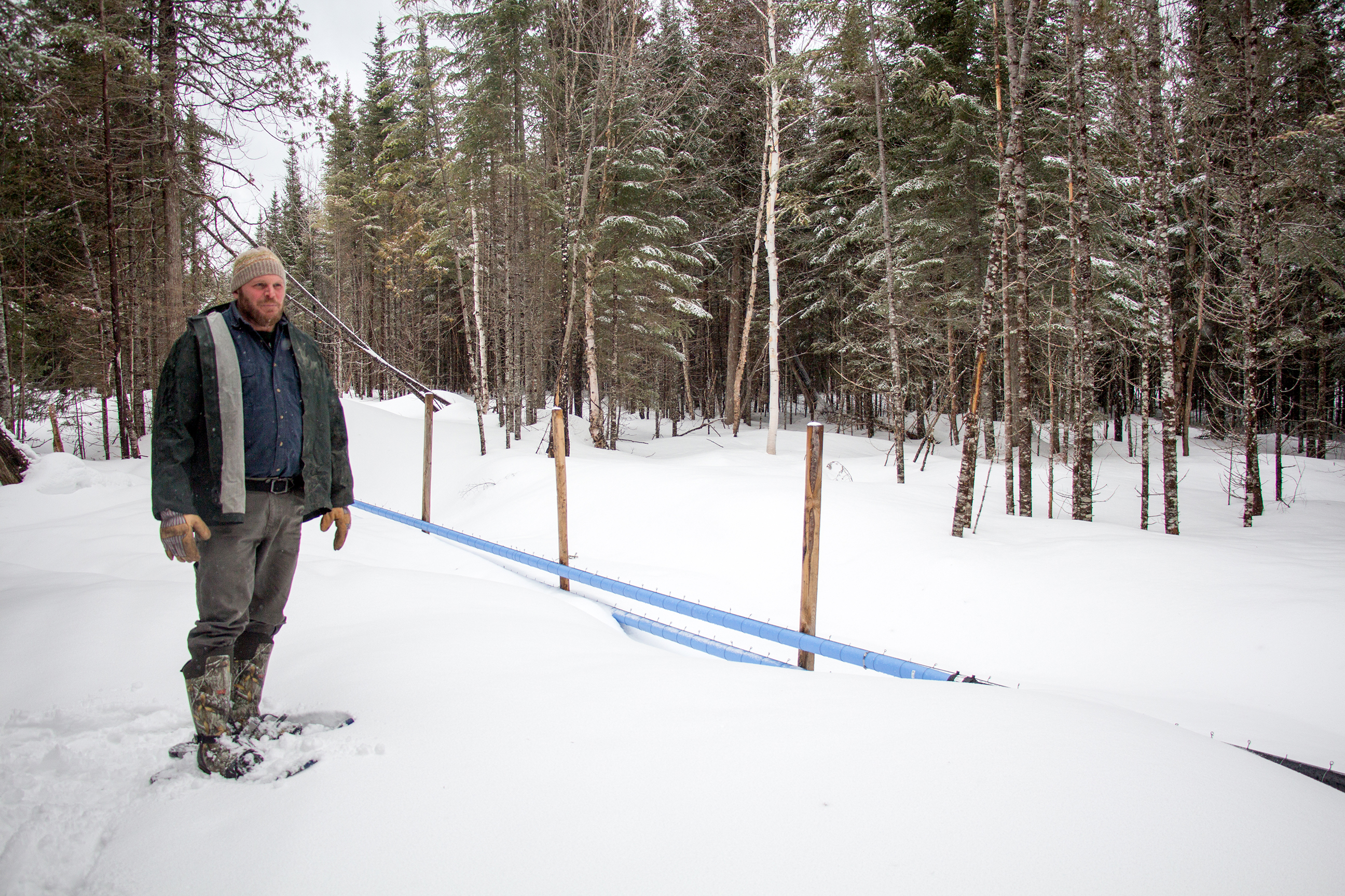 Chris Stone stands in snowshoes beside blue plastic pipes that carry sap from trees the sugarhouse.