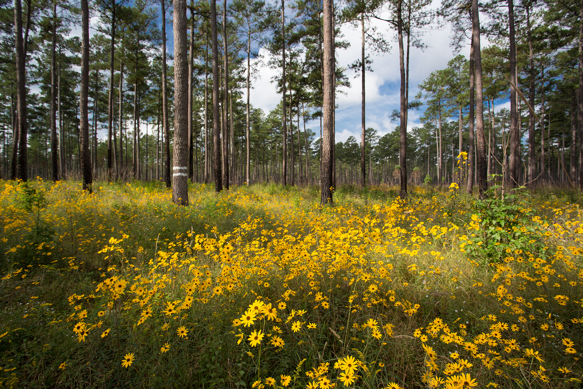 Yellow wildflowers cover the forest floor beneath tall, towering pine trees in the open savanna habitat of Virginia's Piney Grove Preserve. Puffy white clouds are visible through the trees.