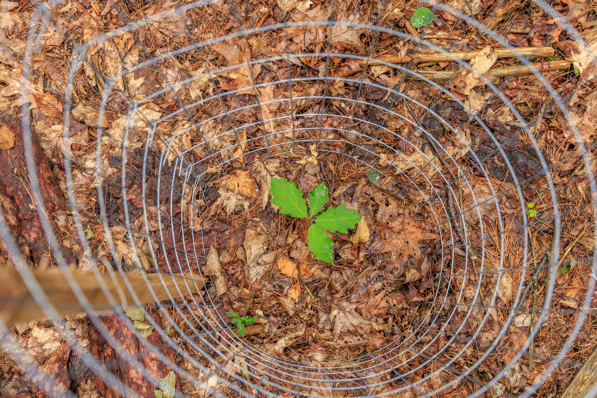 Close up of a small oak tree sapling planted in a forest with a metal wire cage around it.