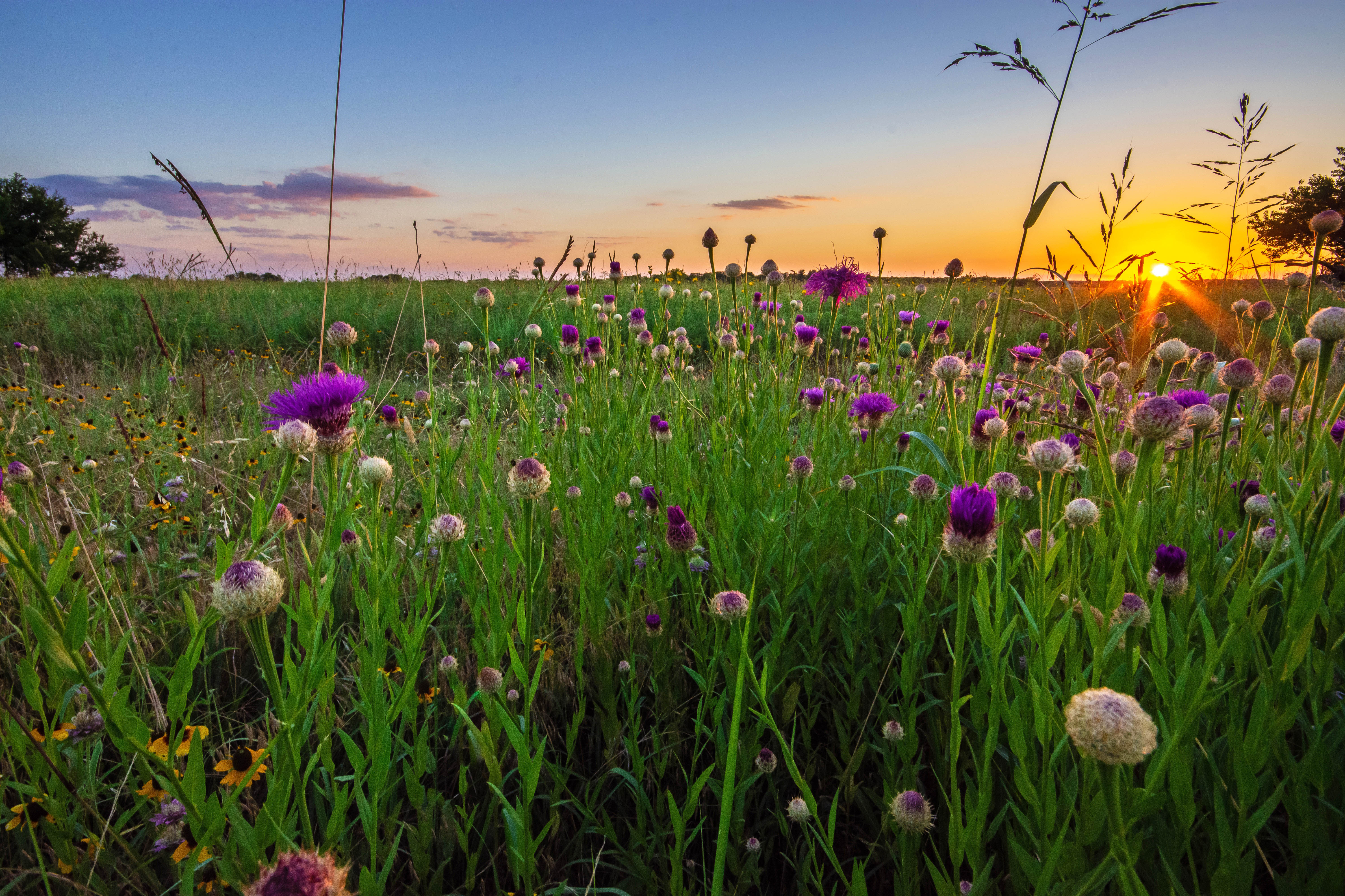 A field of purple, yellow, and white flowers as the sun sets.