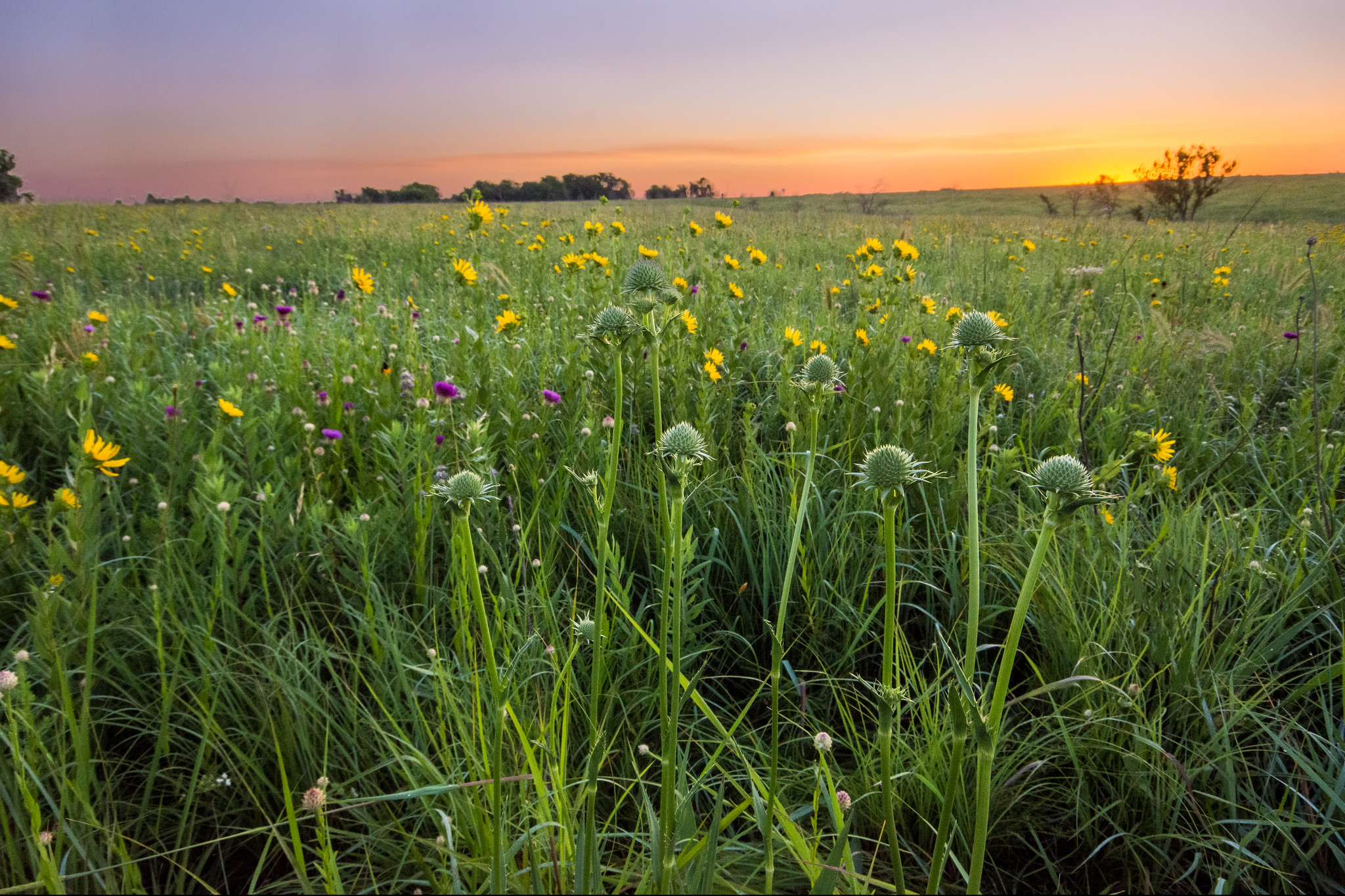 Wildflowers bloom across a rolling field in vibrant shades of yellow and purple with green stems and grasses at Clymer Meadow Preserve.