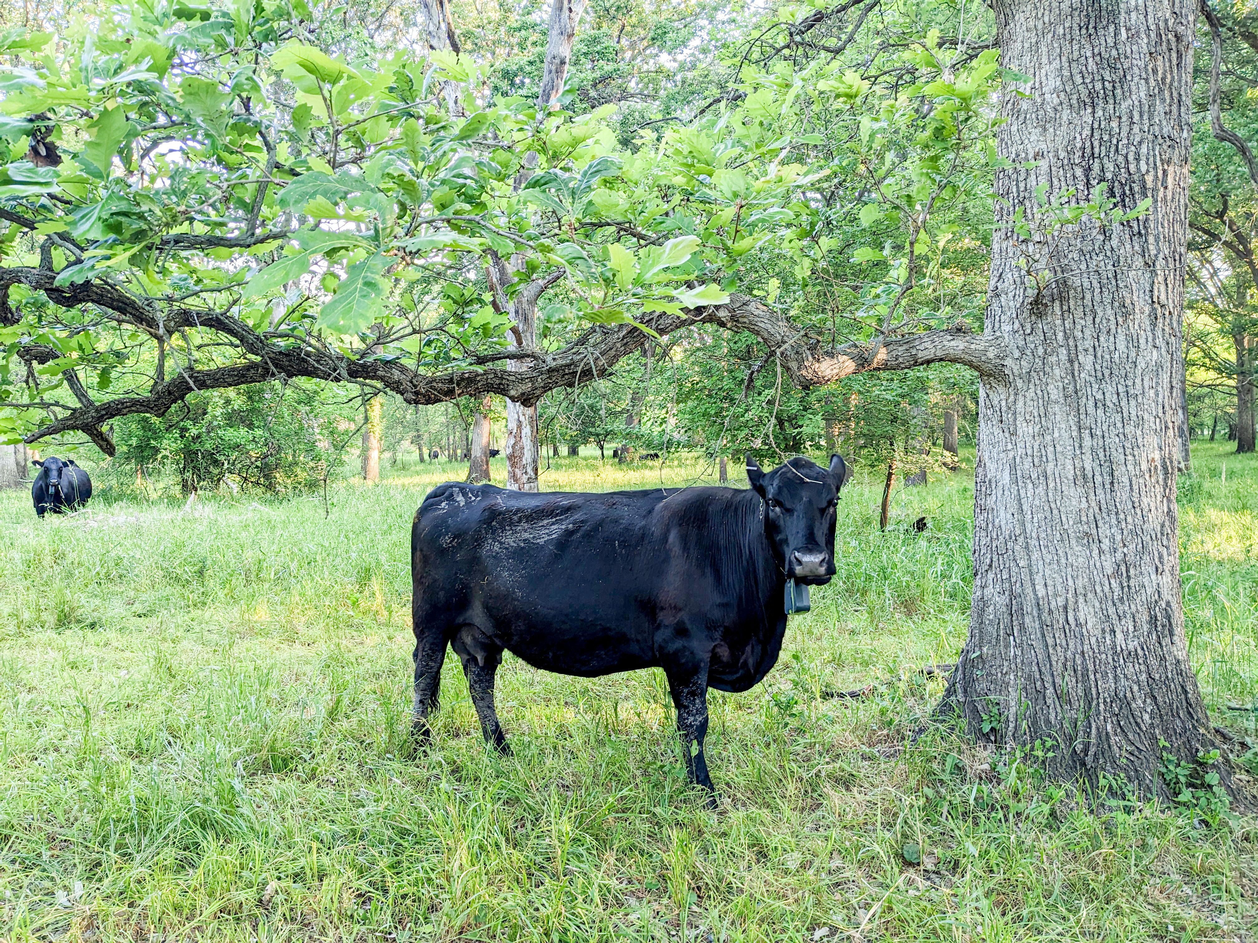 A cow with a GPS collar standing by a tree.