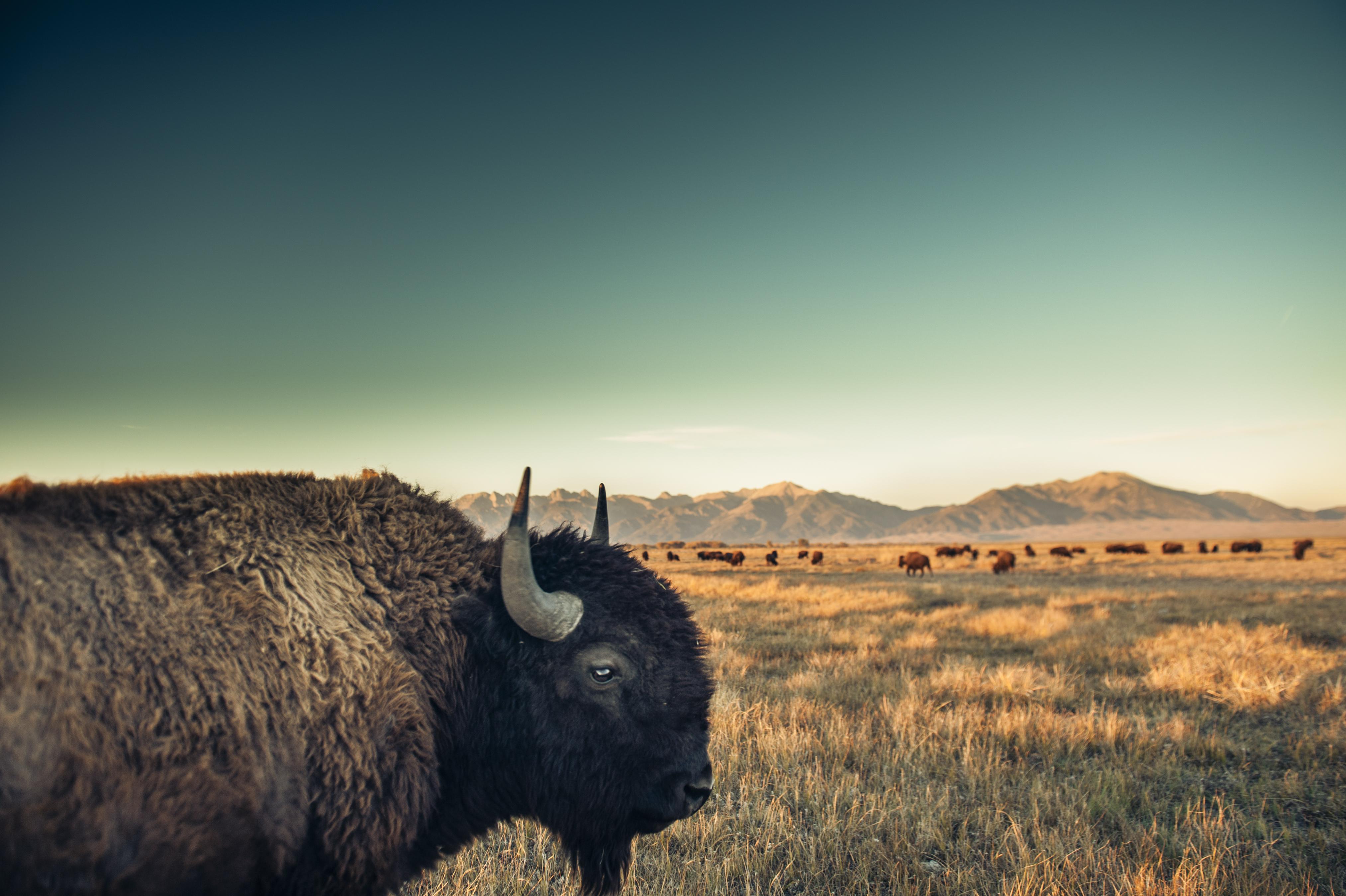 Bison profile with a herd and sand dunes in the background.