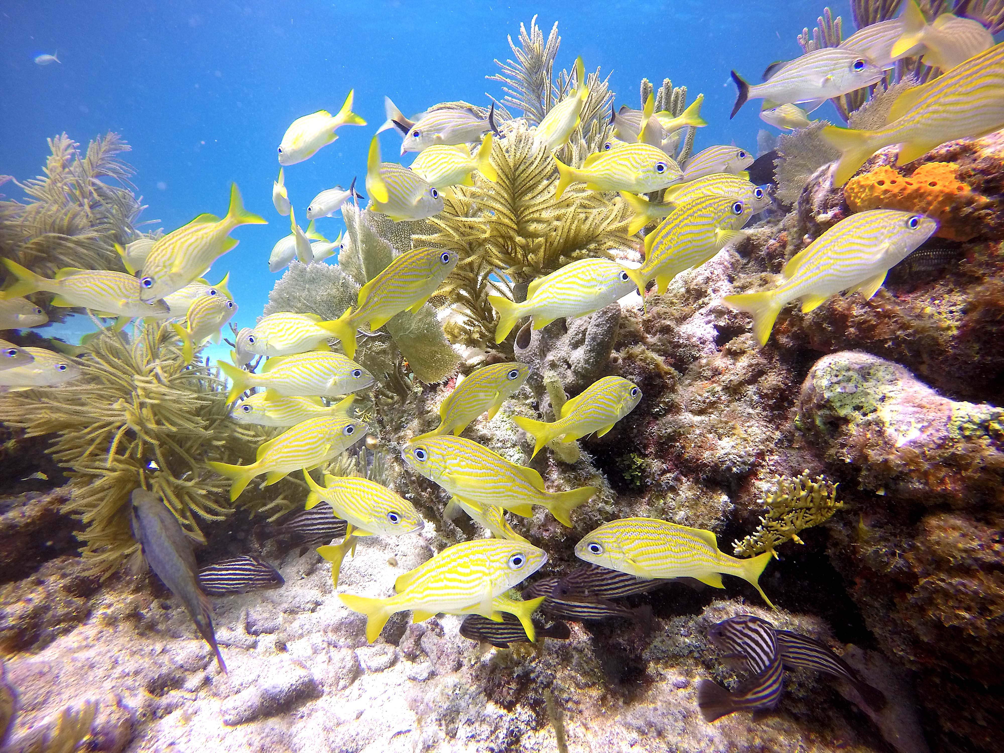Closeup of a variety of brightly colored fish swimming in the Florida coral reef.