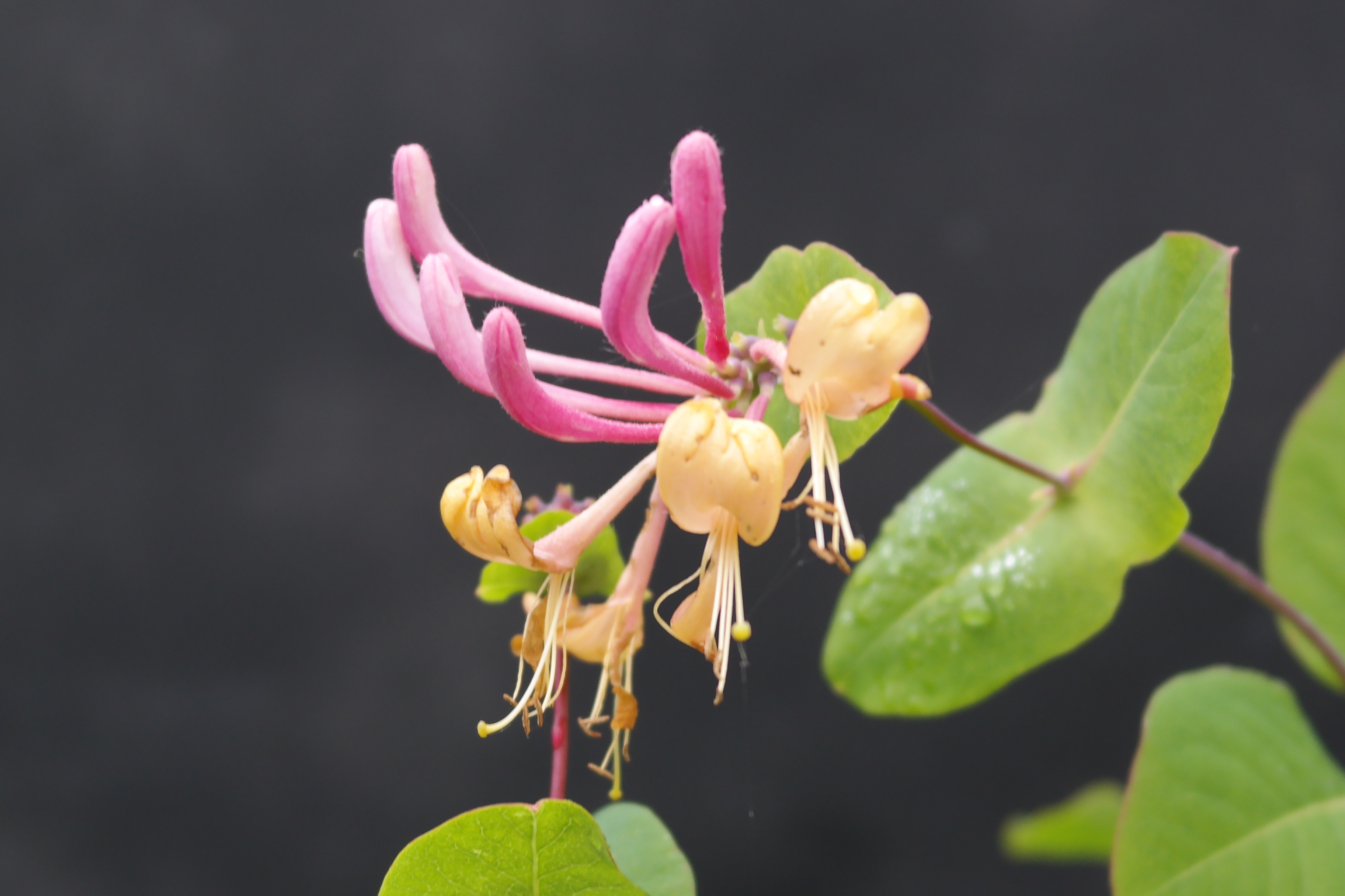 A honeysuckle plant with six thin pink leaves centered above four individual pale yellow blossoms.