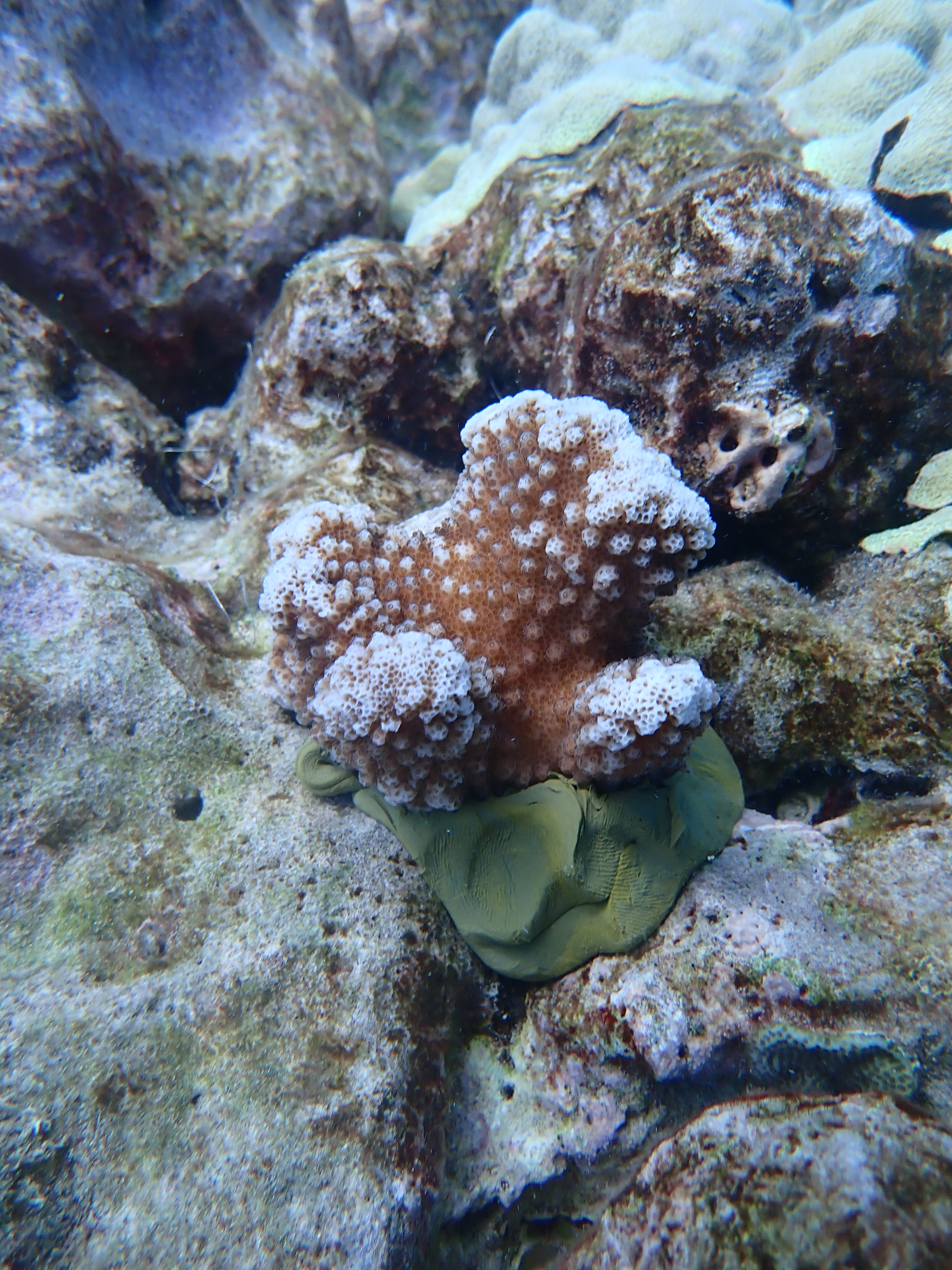 A small rust and white coral colony reattached to reef.