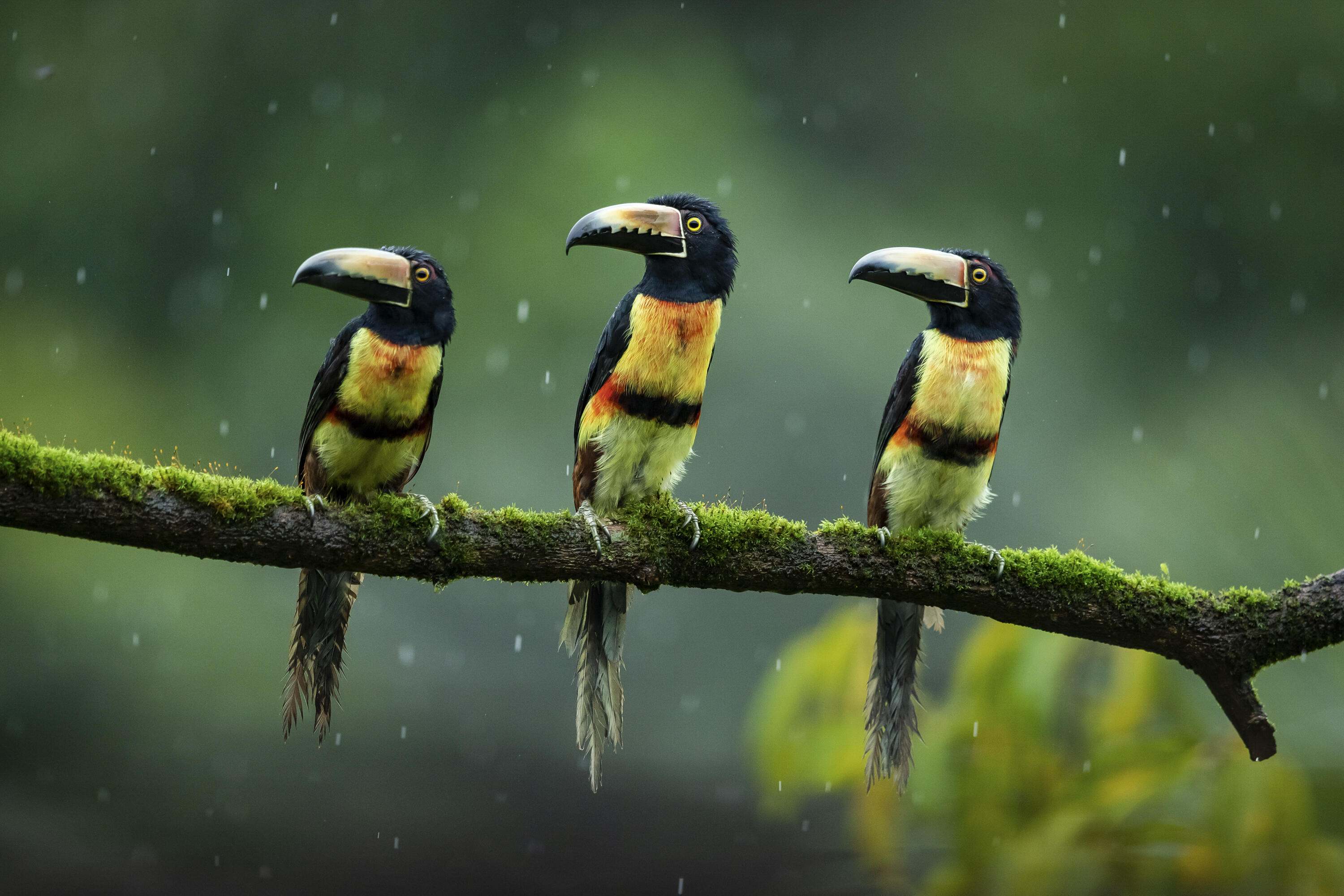 A trio of collared aracaris birds perch on a mossy branch.