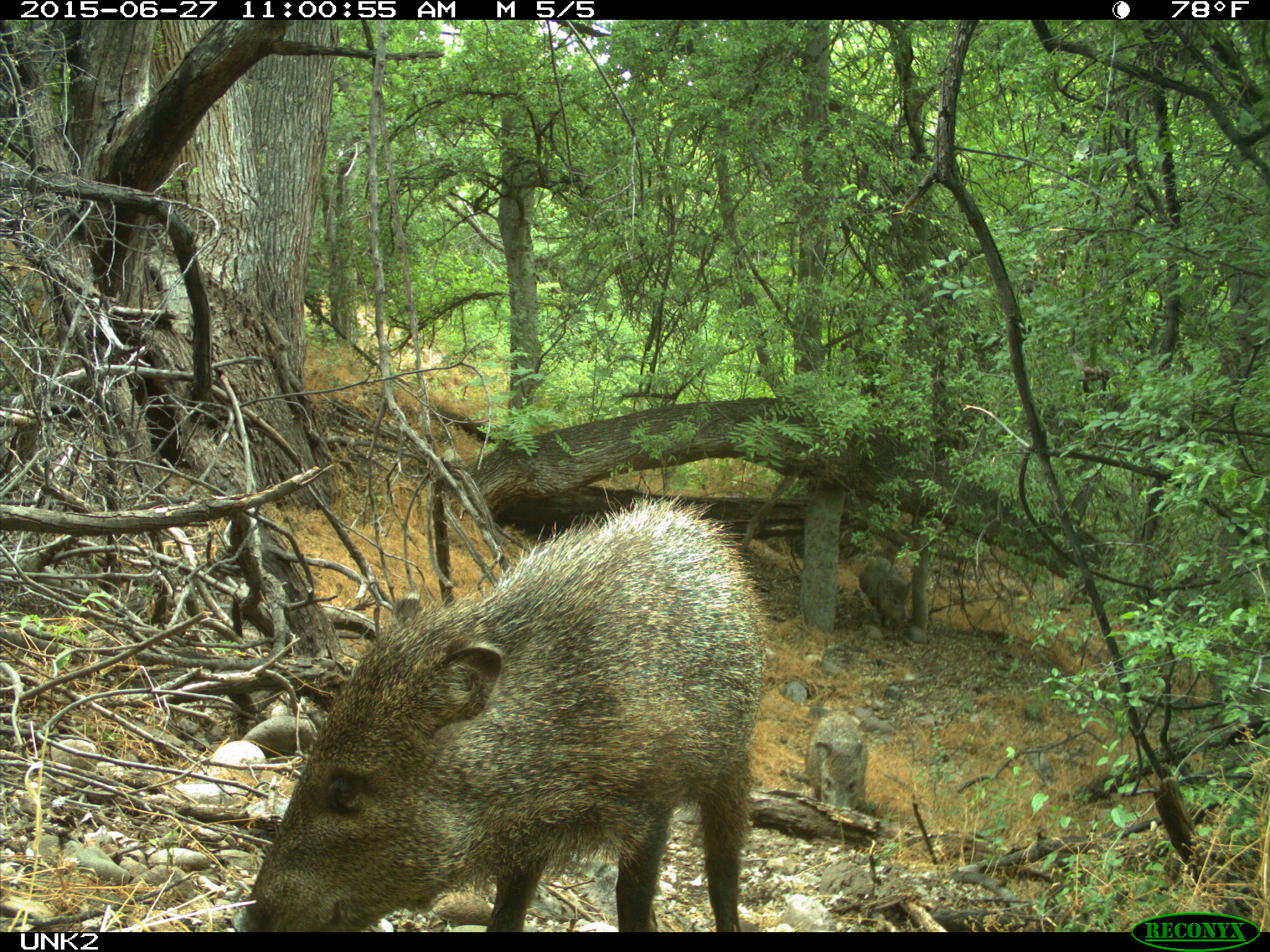 A scruffy brown pig  on a forest trail.