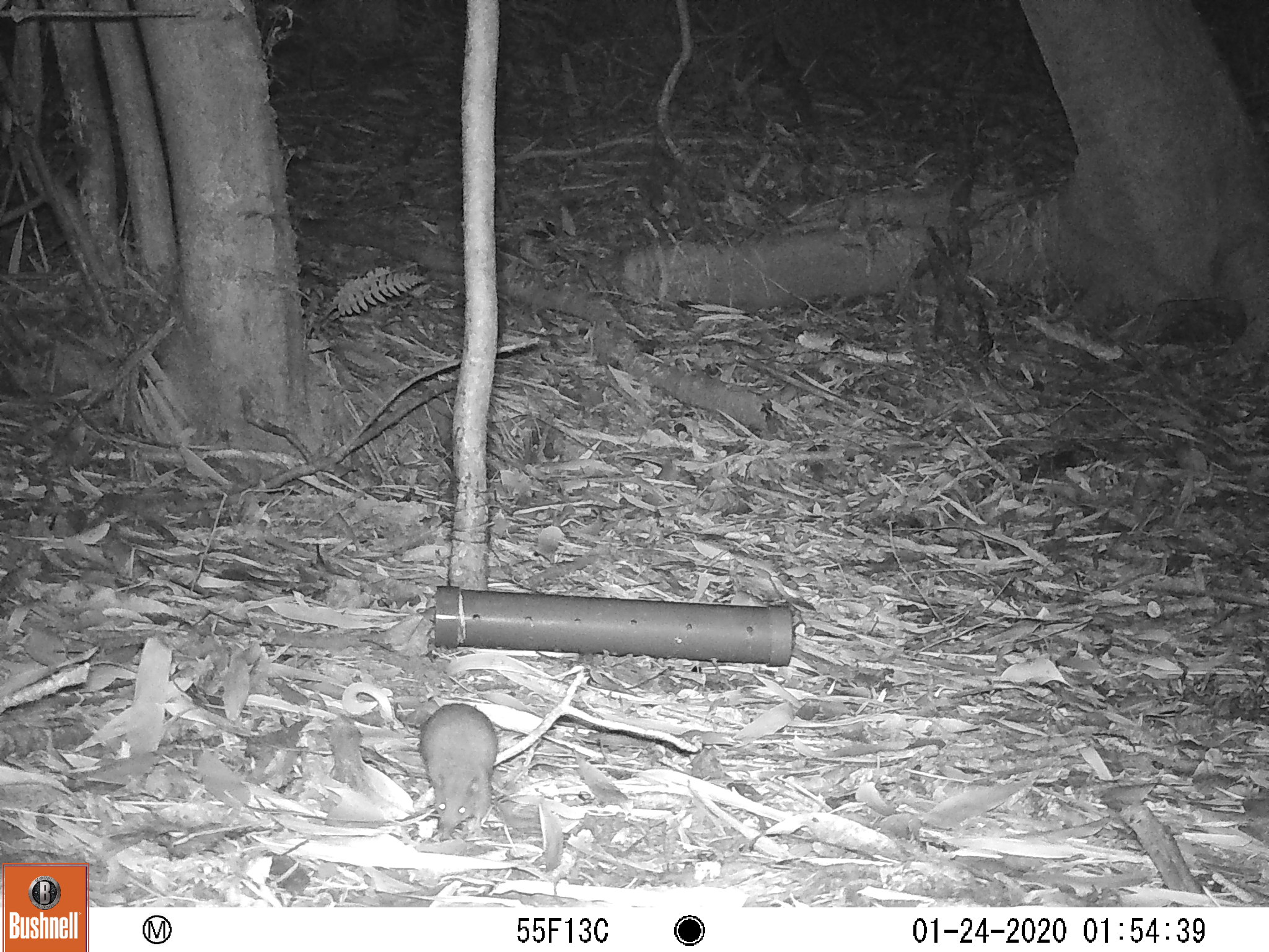 Registro de comadrejita trompuda con cámara trampa enla Reserva Costera Valdiviana de TNC Chile. 
