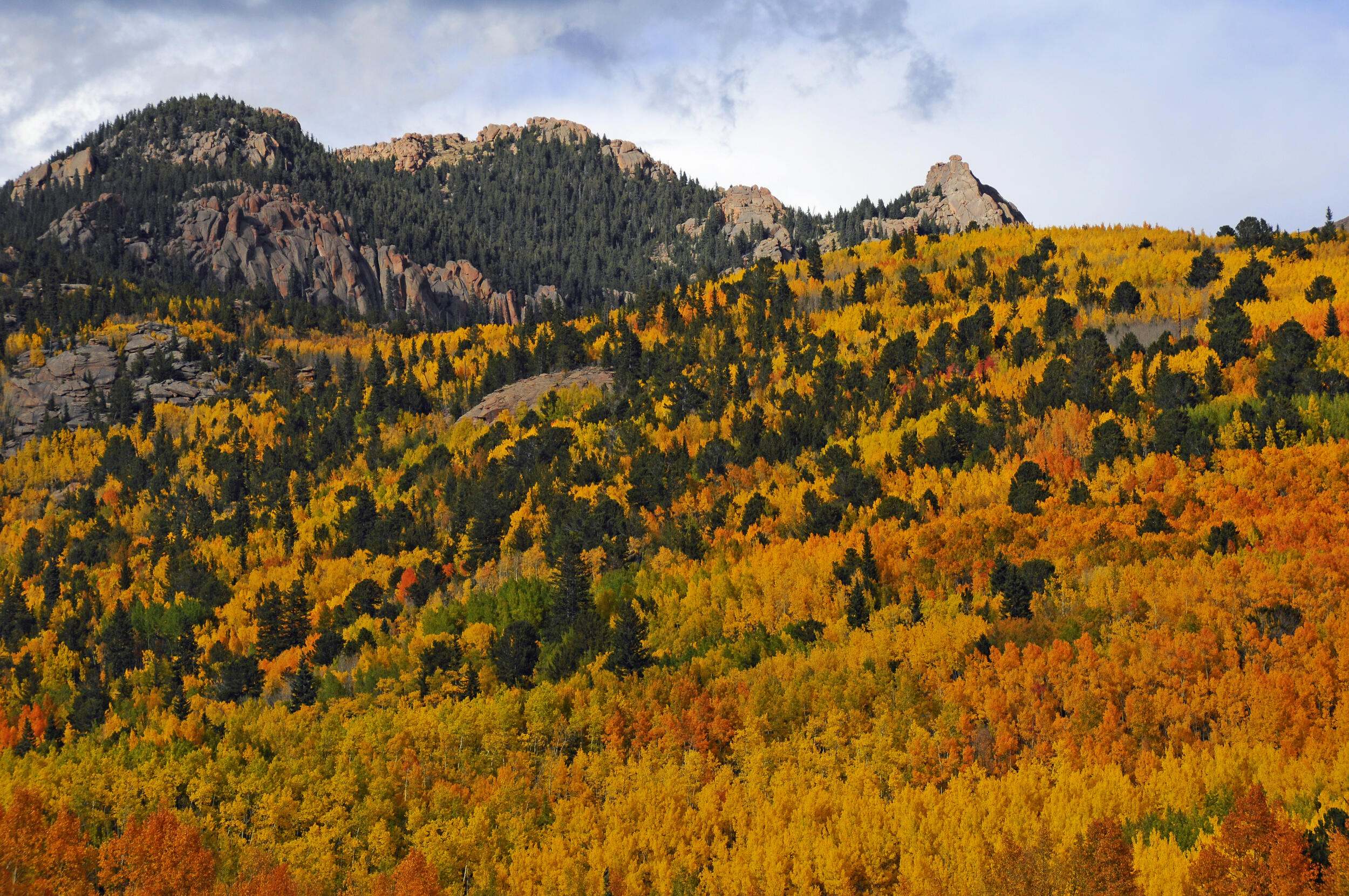 A mountainside covered in pine trees and fall foliage.