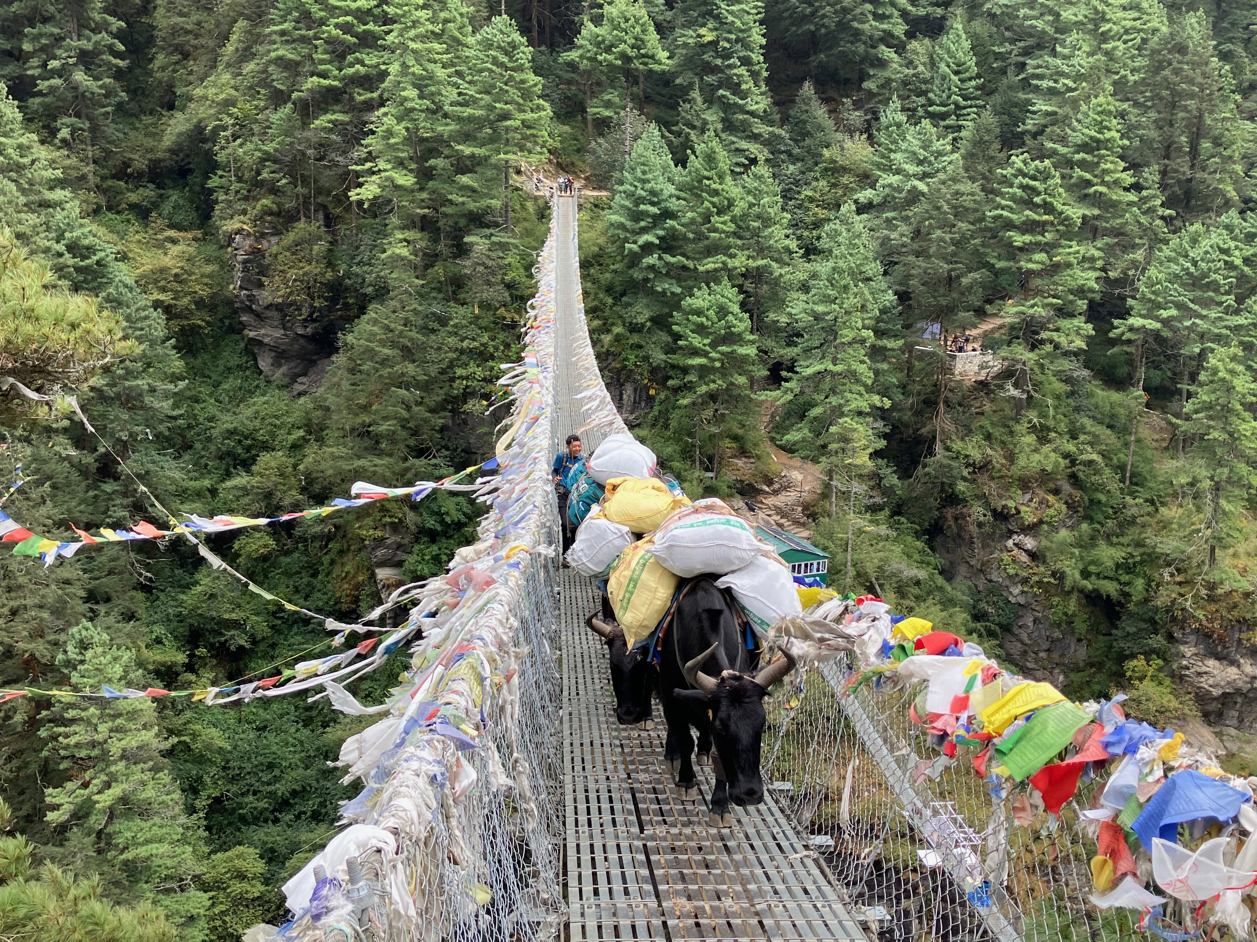 Livestock crossing the Hillary Bridge over a canyon on the way to Everest Base Camp.