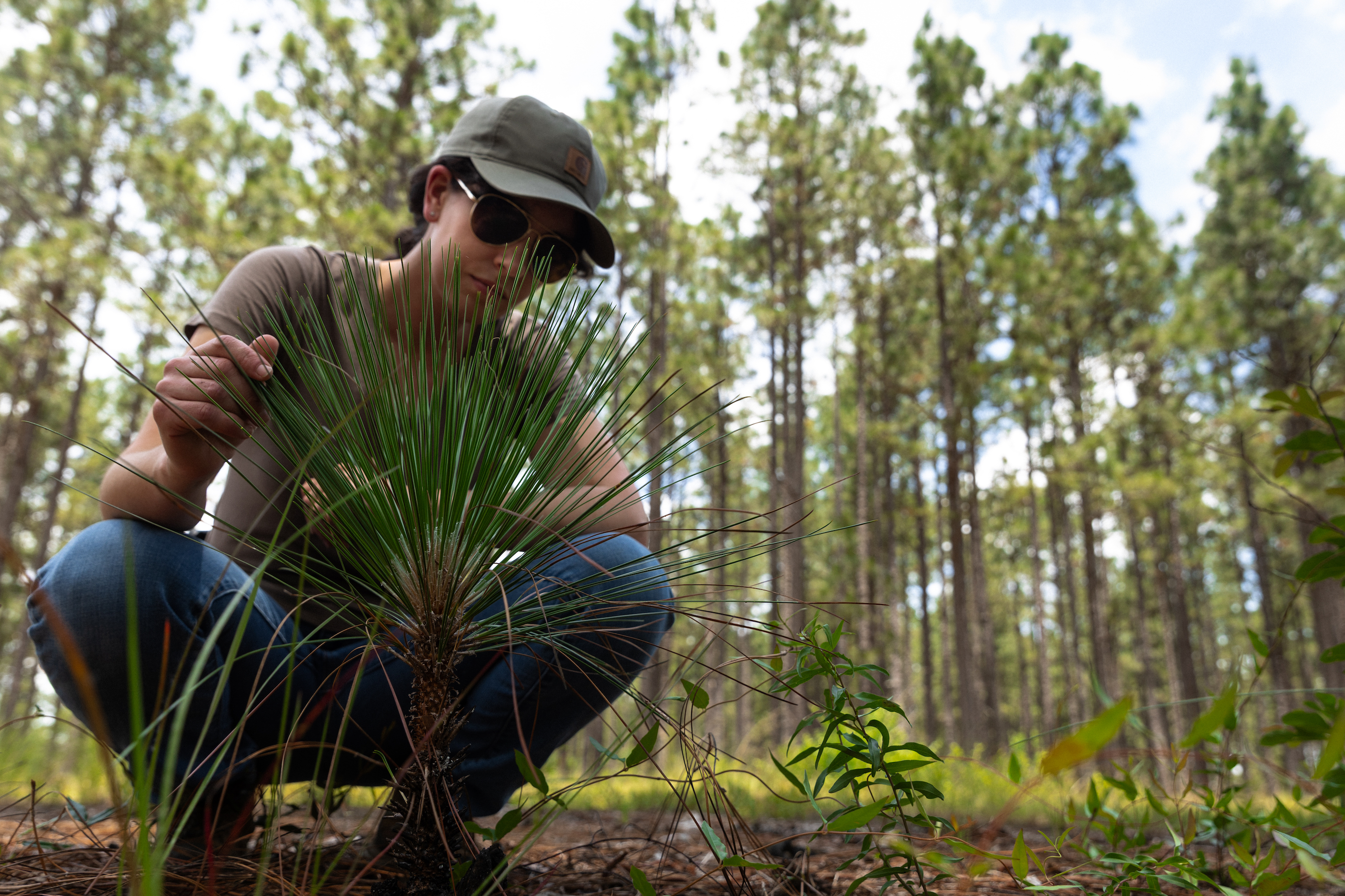 Woman looks at longleaf sapling.
