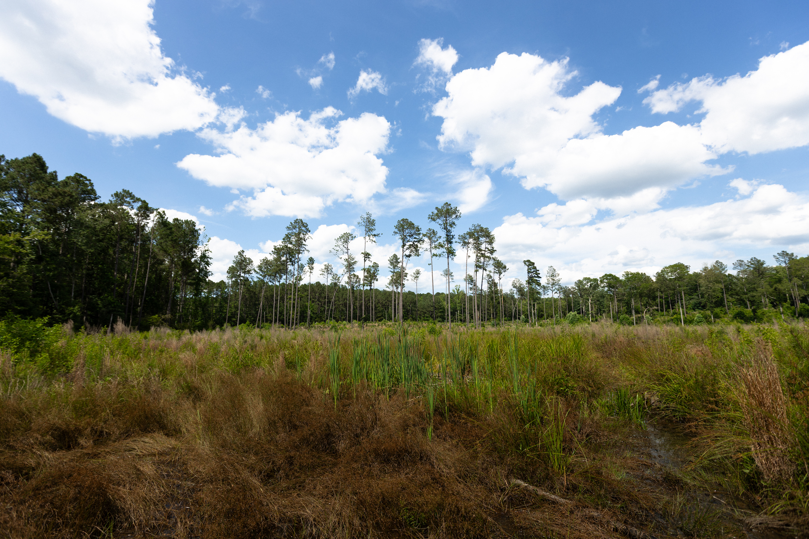 A longleaf pine forest stands along the edge of a field where new longleaf pine are growing.