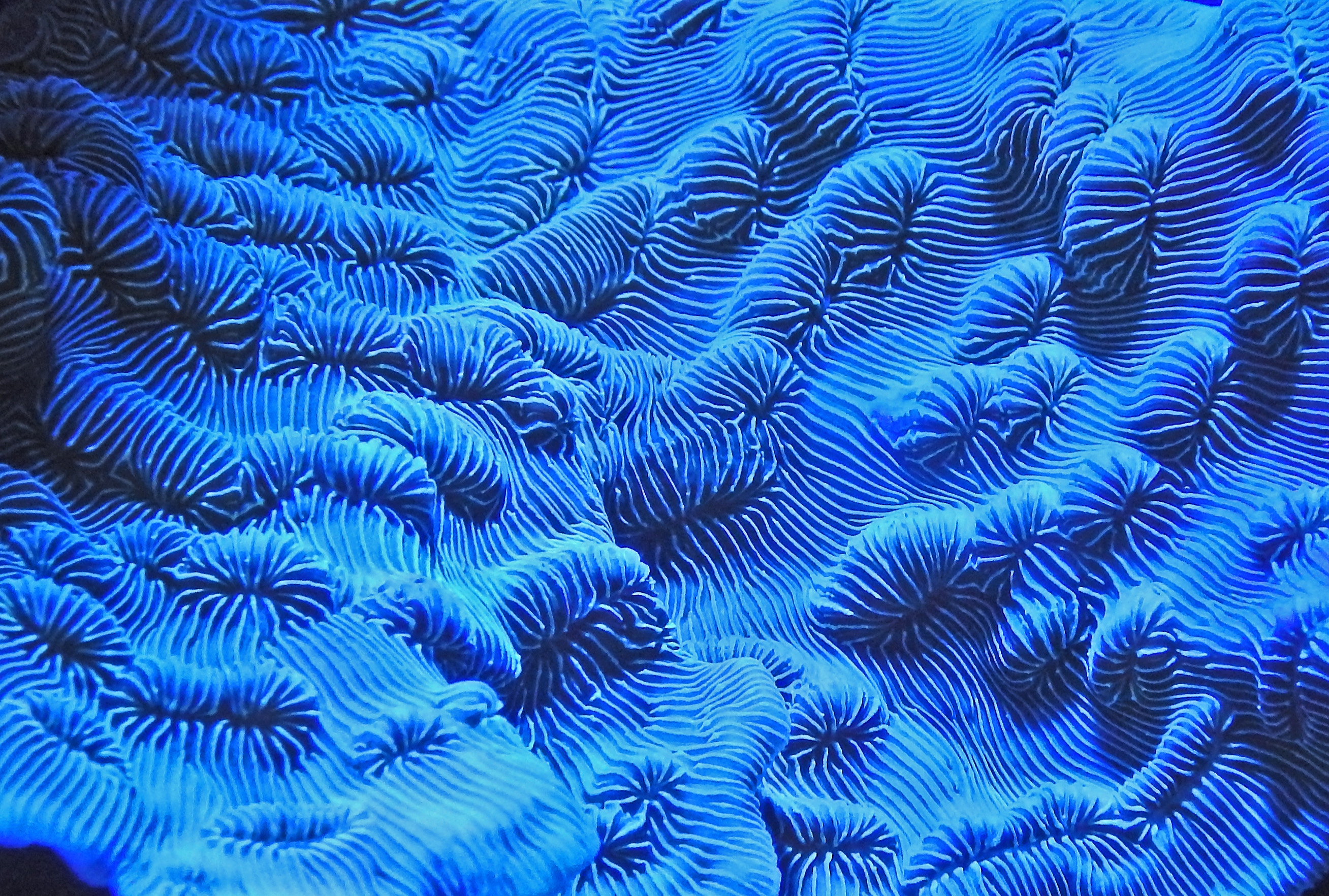 Close up photo of the external limestone structure of a coral.
