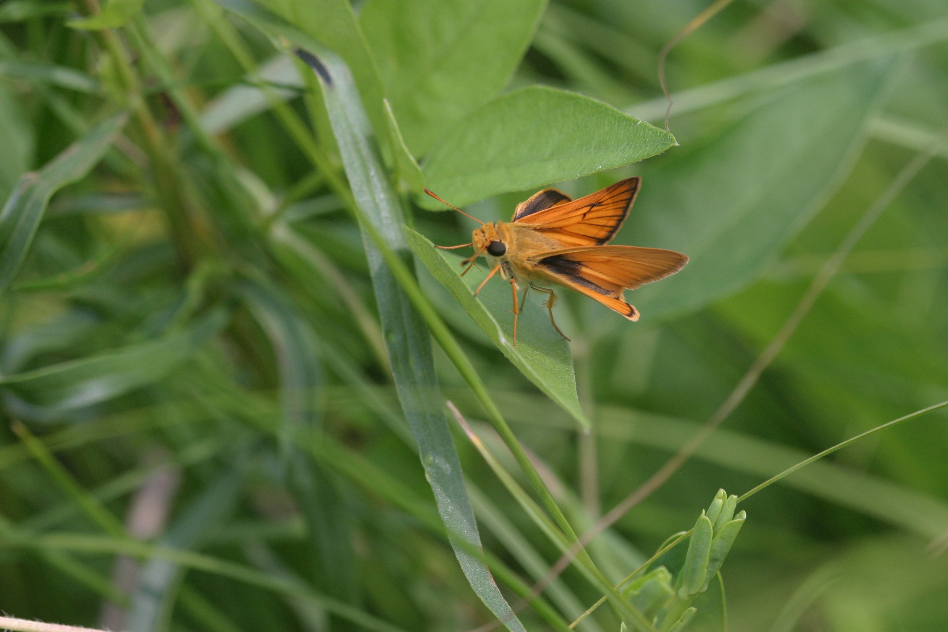 An orange and black butterfly rests on a leaf.