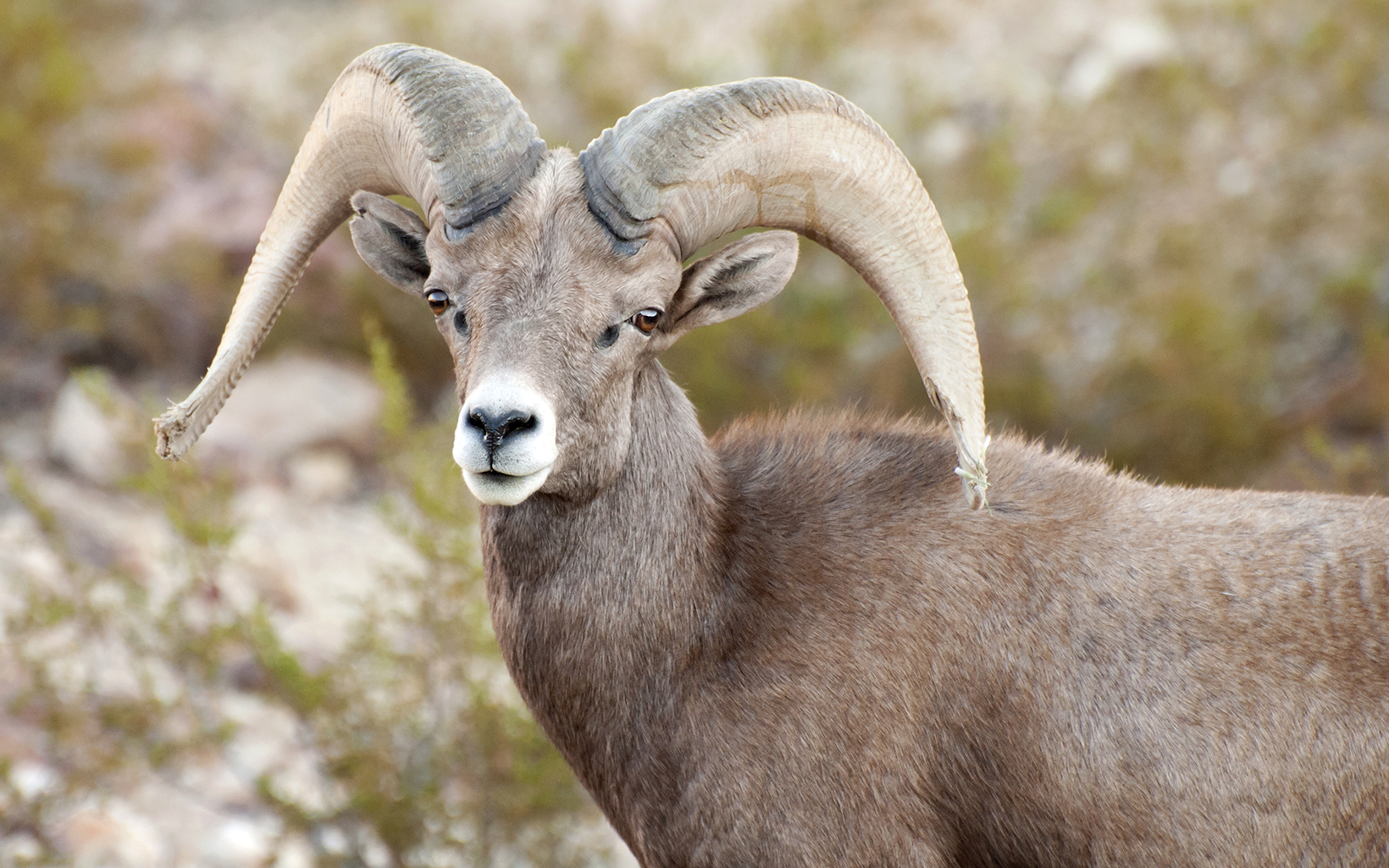 Desert bighorn sheep looking at the camera.