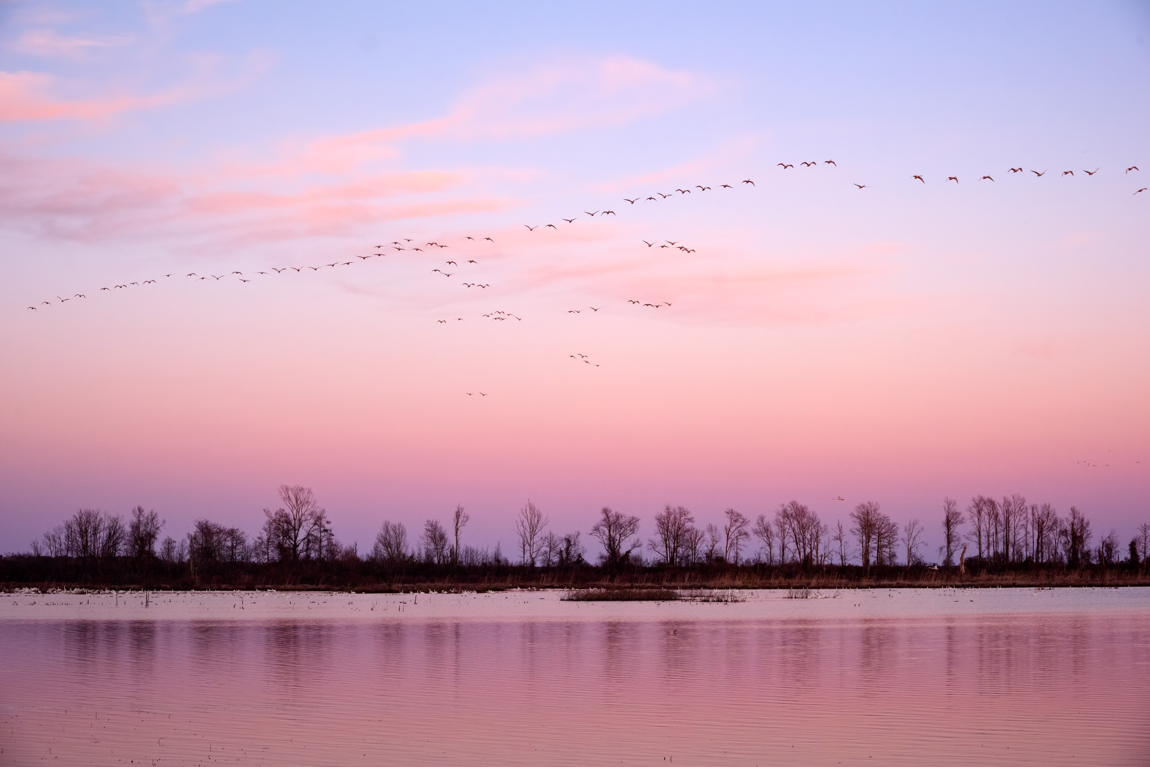 Pocosin Lakes