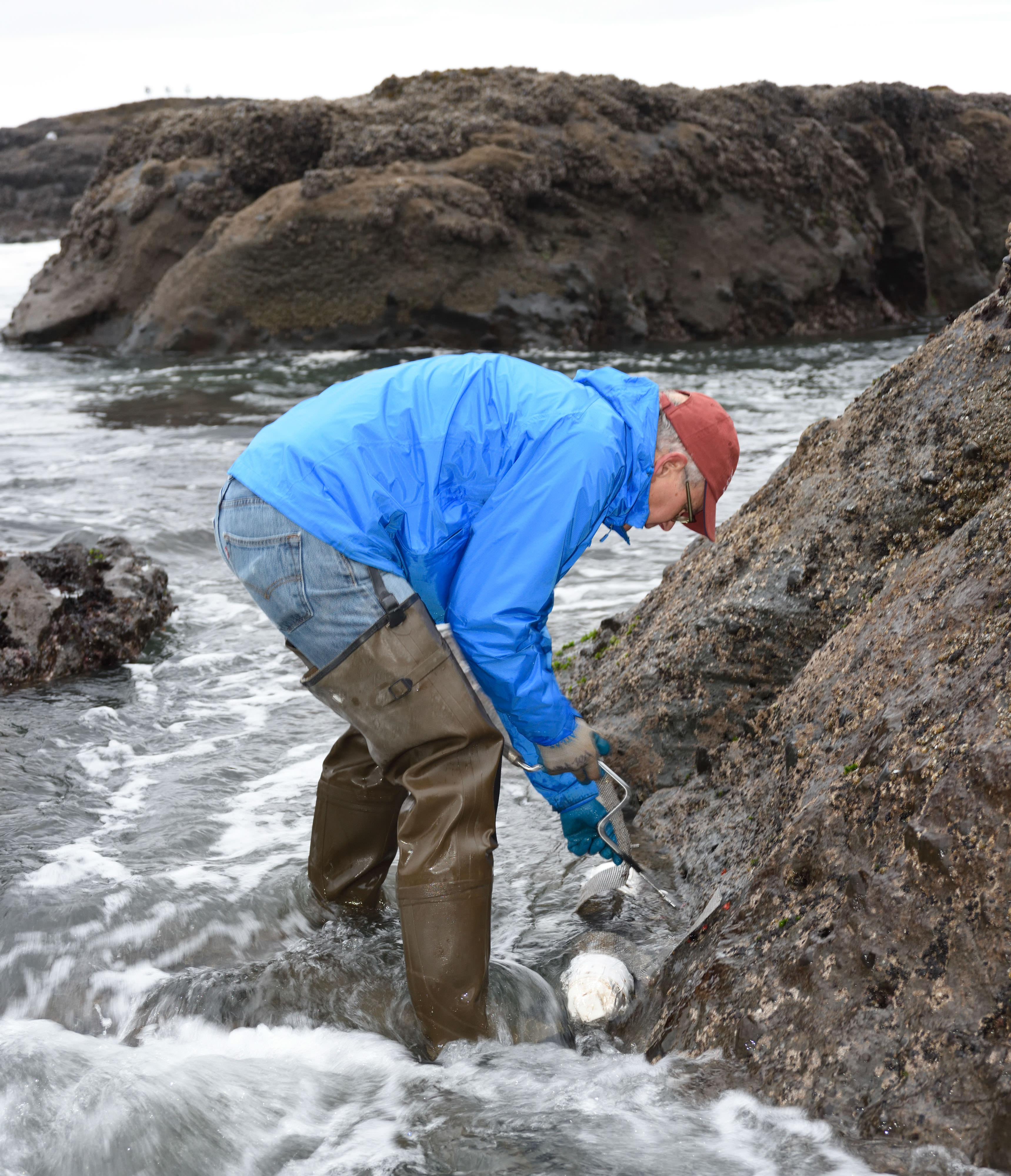 A biologist in hip waders and a rain jacket bends over and uses a hand awl to drill a hole in intertidal bedrock.