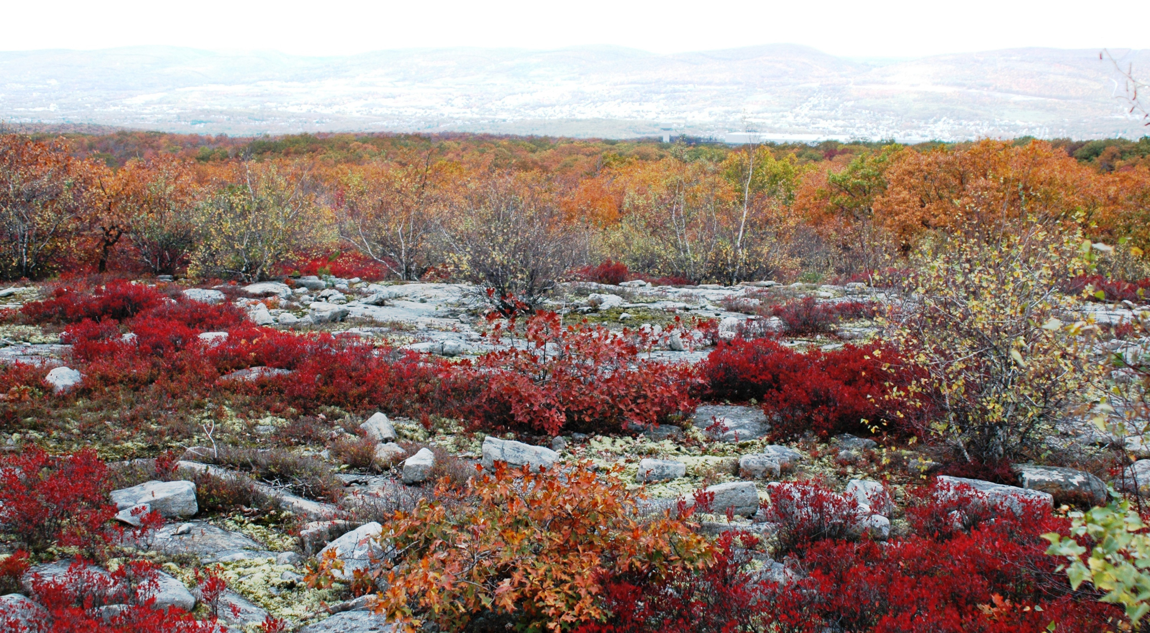 Low shrubs with brilliant red leaves dominate the foreground, obscuring the view of a narrow foot path that curves behind them into the woods.