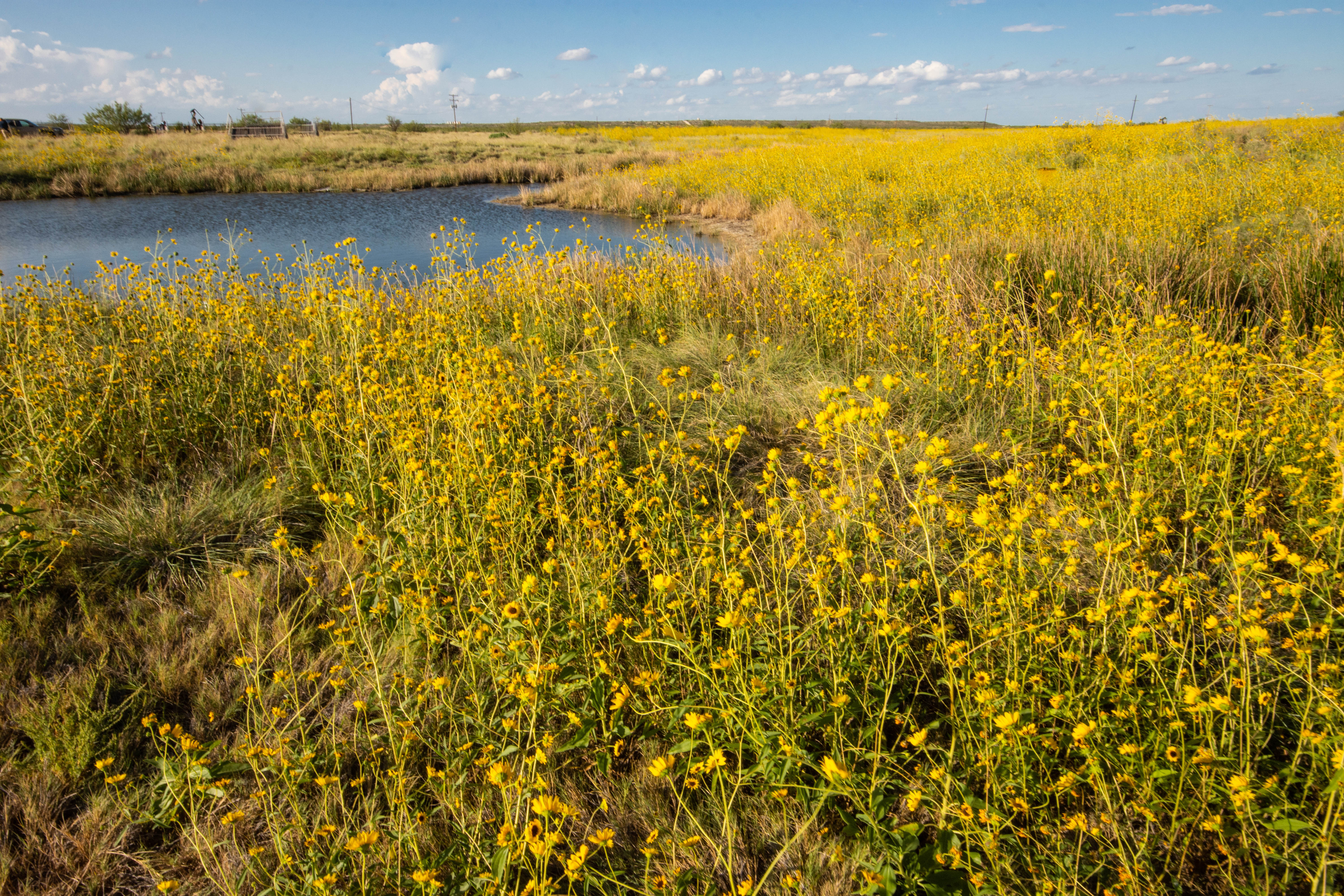 A small round pond is located in a field of tall yellow flowers.