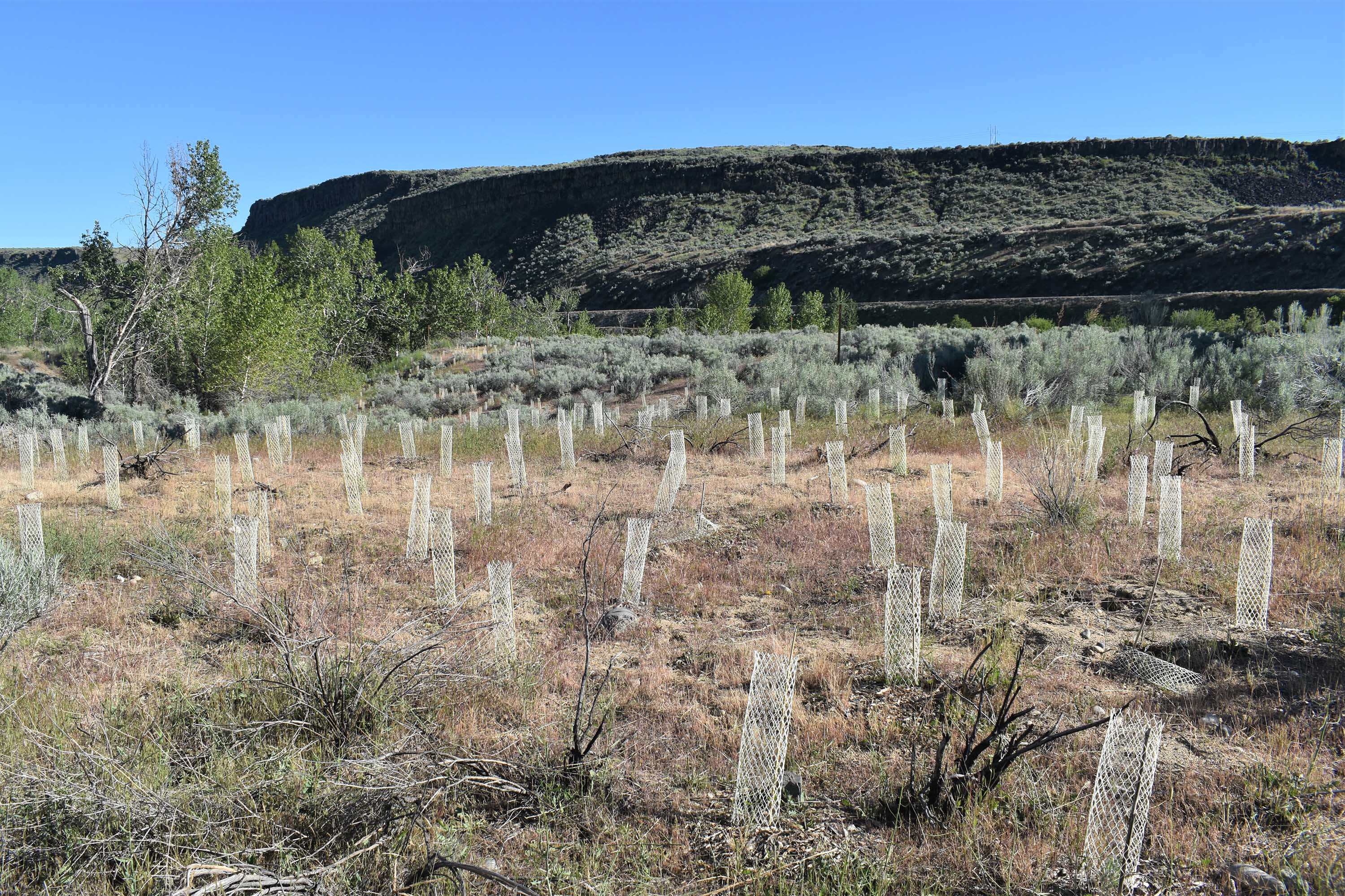 Willow plantings wrapped in plastic mesh for protection on sagebrush covered hillside.