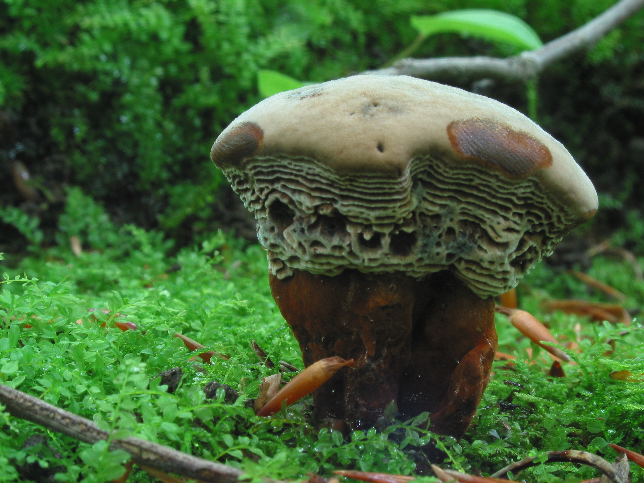 Large, fat brown mushroom on bright green forest floor.