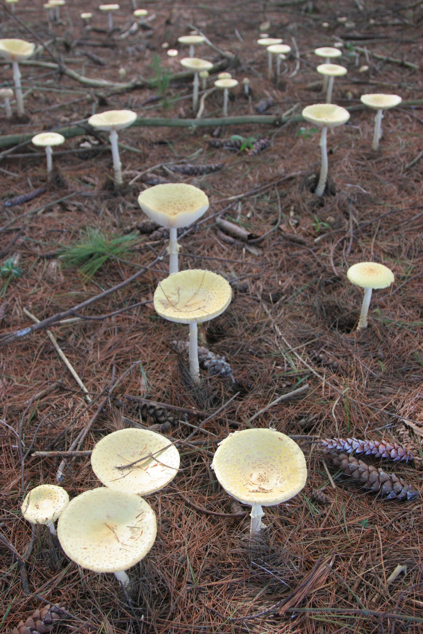 White mushrooms covering the forest floor.