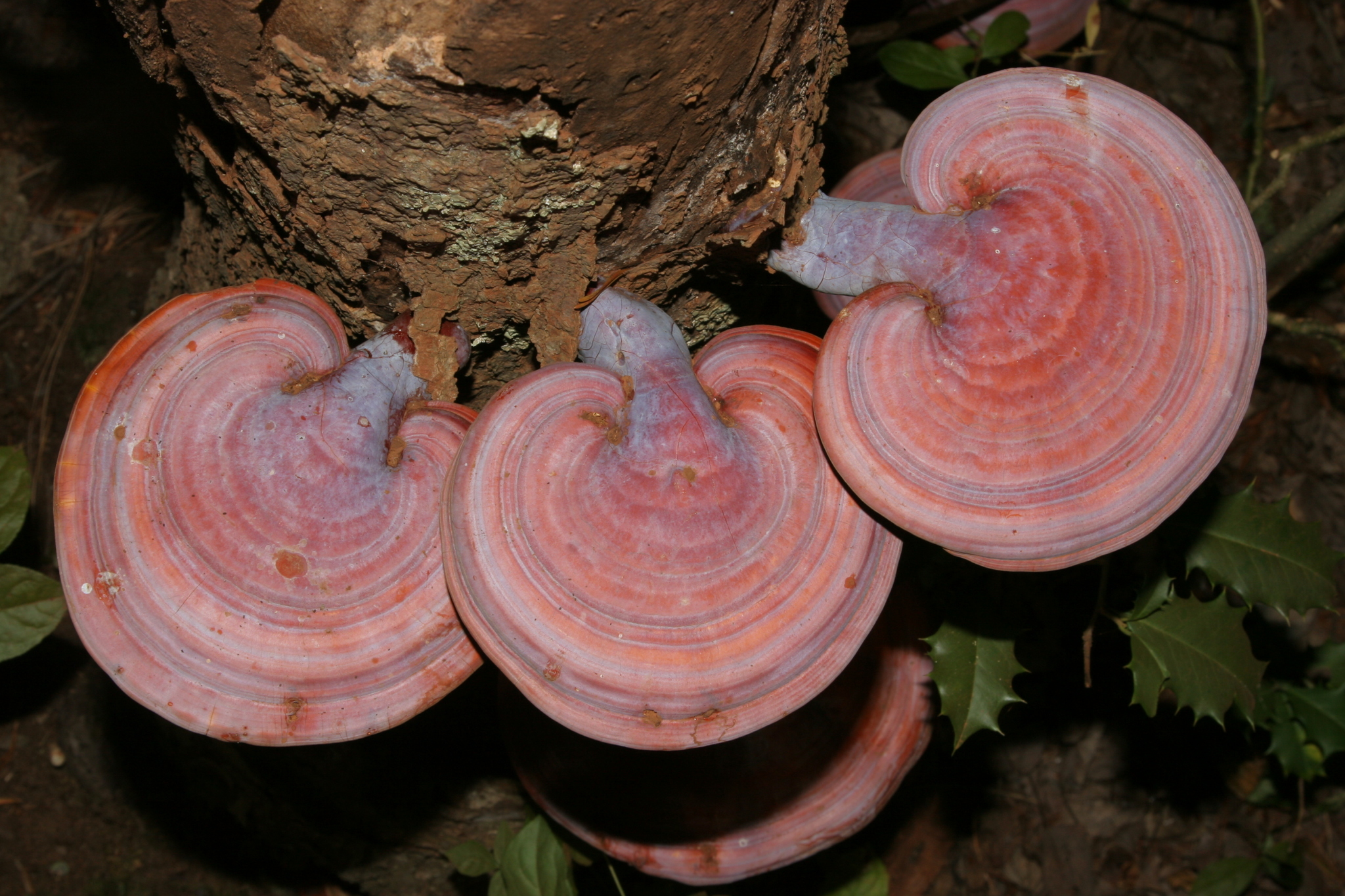 Orange mushrooms growing horizontally on tree.