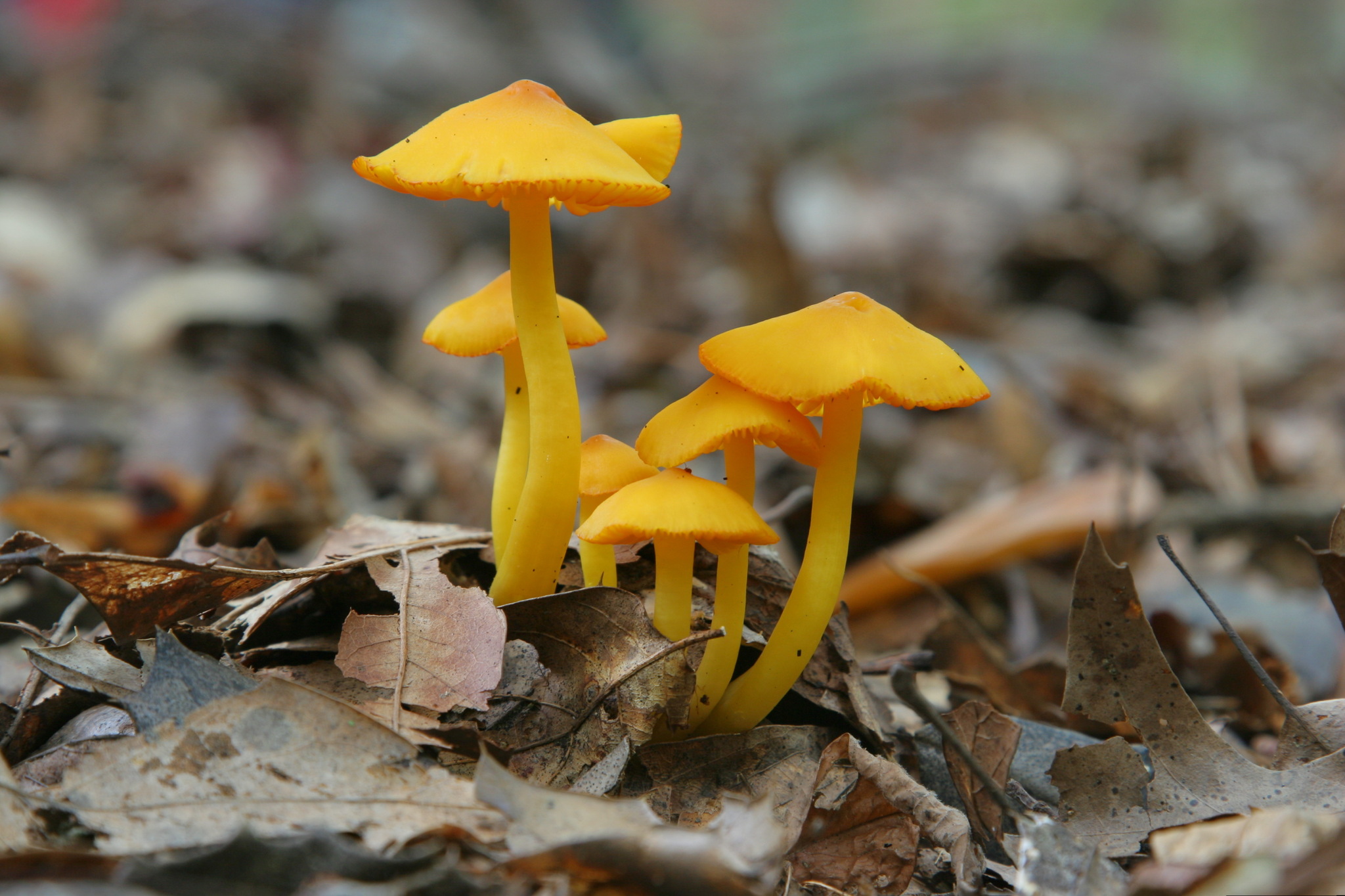 Delicate orangish-yellow mushrooms.