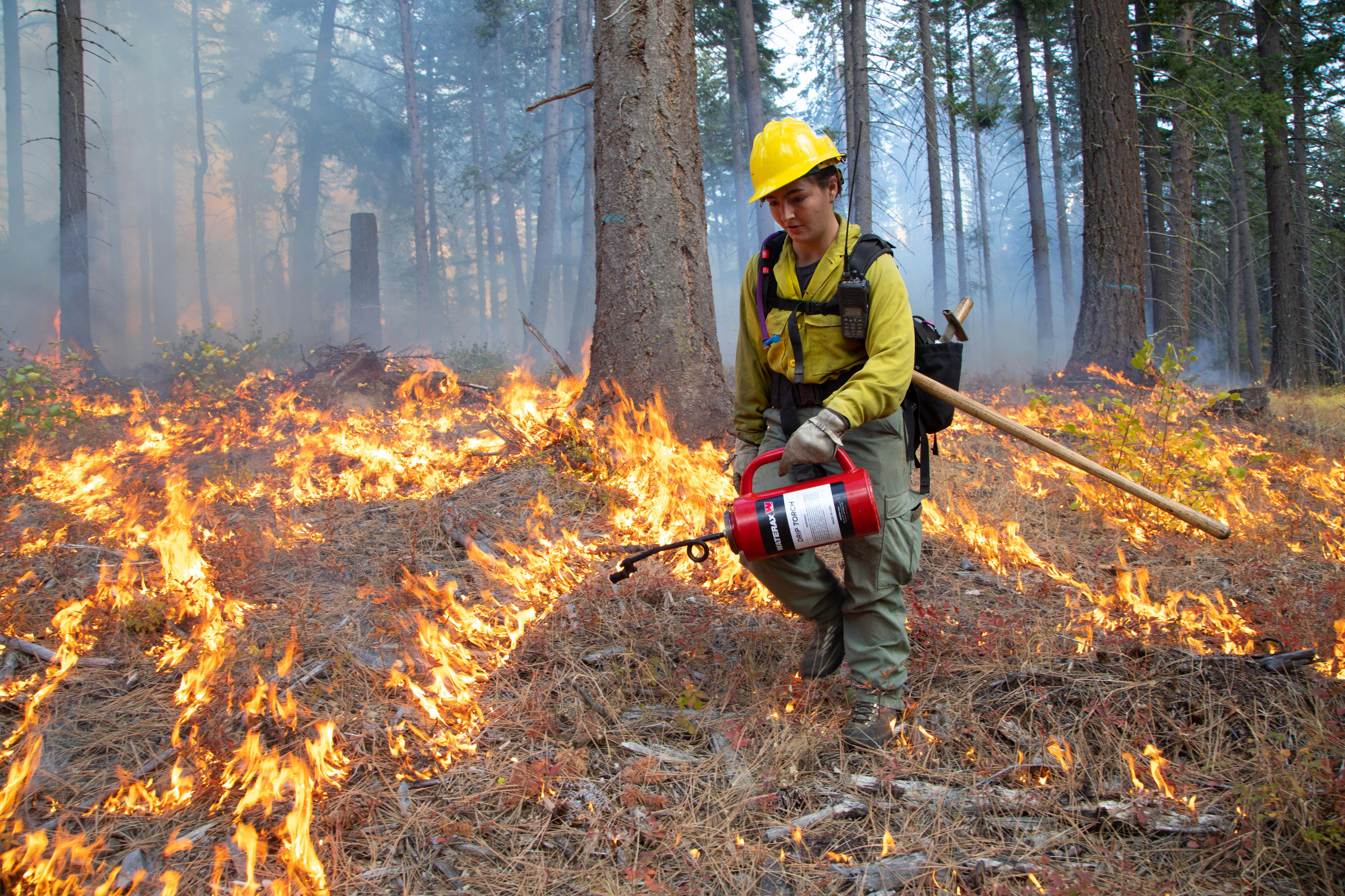 A fire expert igniting a prescribed fire on a forest floor.